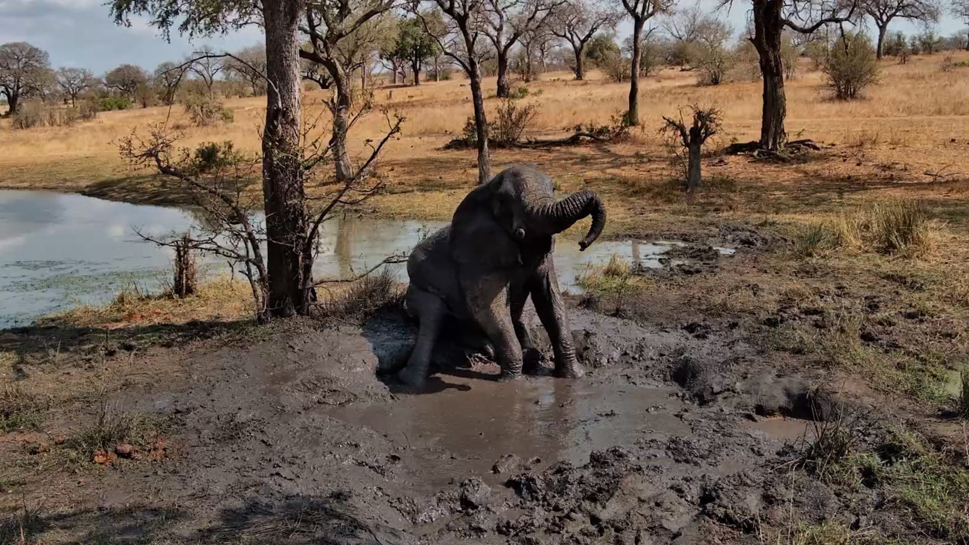 The Happiest Elephant Sits in a Muddy Puddle