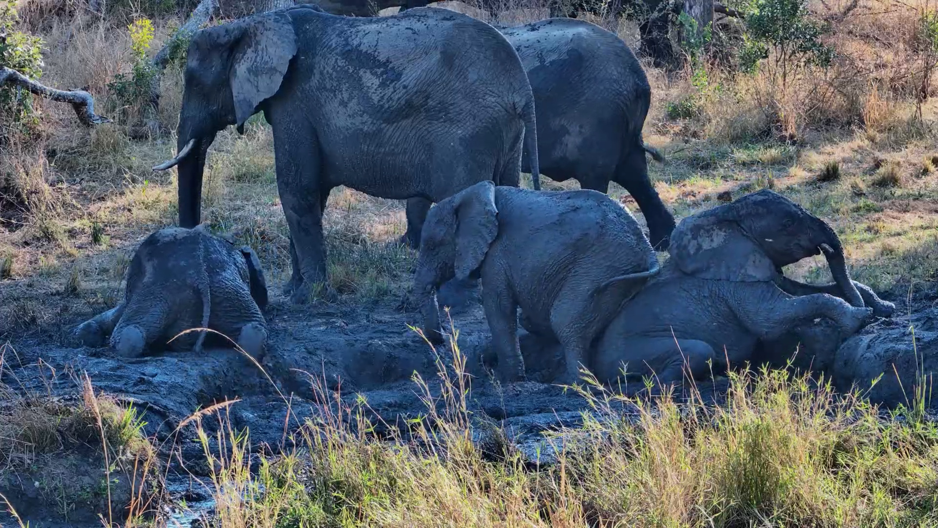 Young Elephants Get Down & Dirty in the Mud
