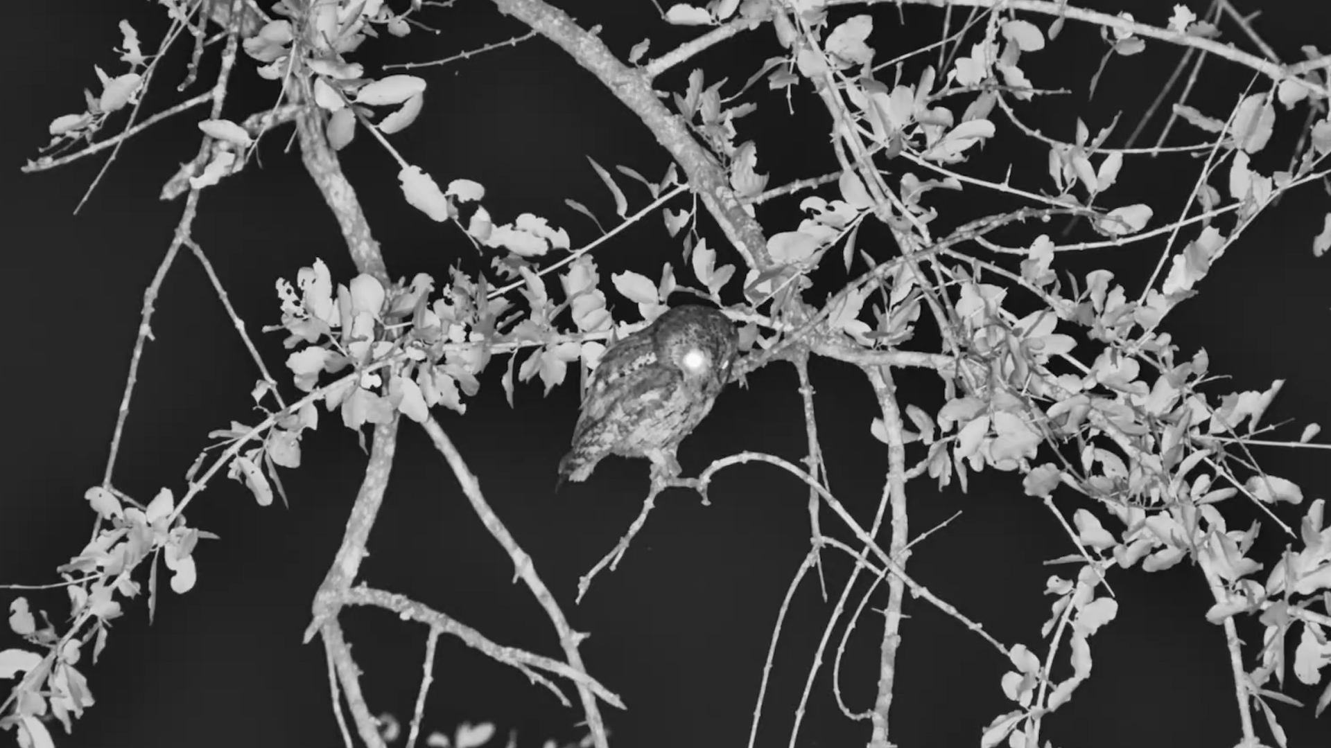 Curious Owlet Peeks Over Roy’s Dam