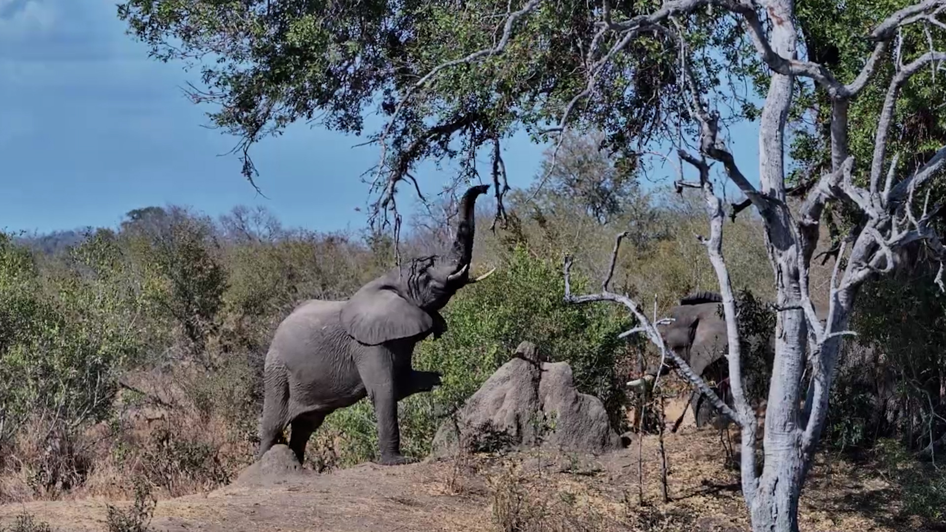 Elephant Stretches for Tree Leaves at Roy’s Dam