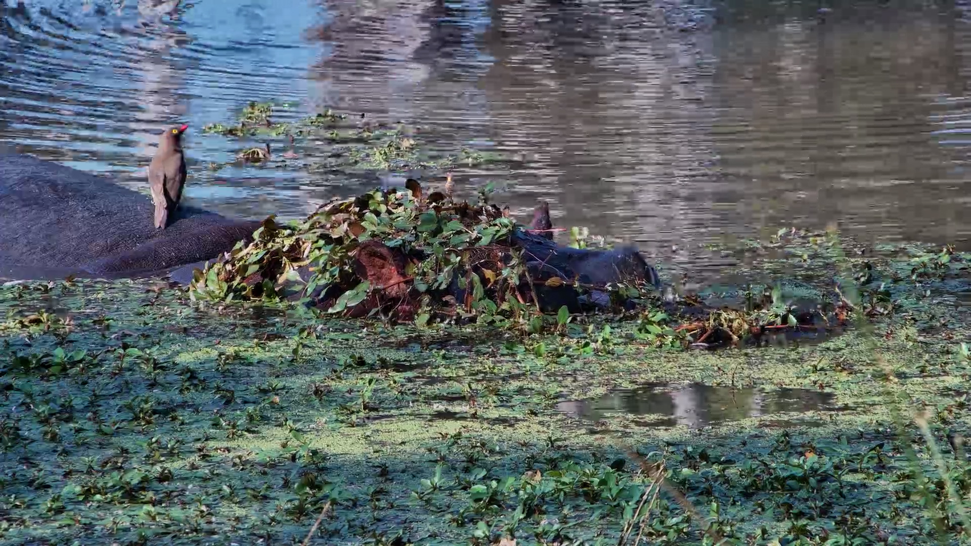 Hippo in Stealth Mode