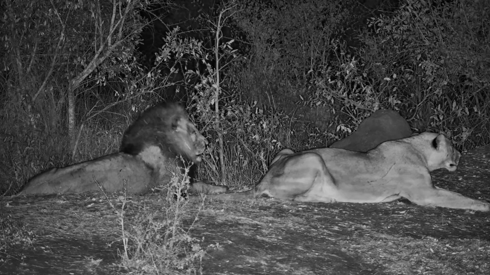 Moonlit Lions! Lovers Relax by Roy’s Dam