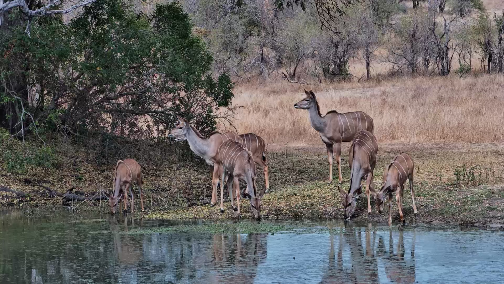 Kudu Mothers and Calves Drink at Roy’s Dam