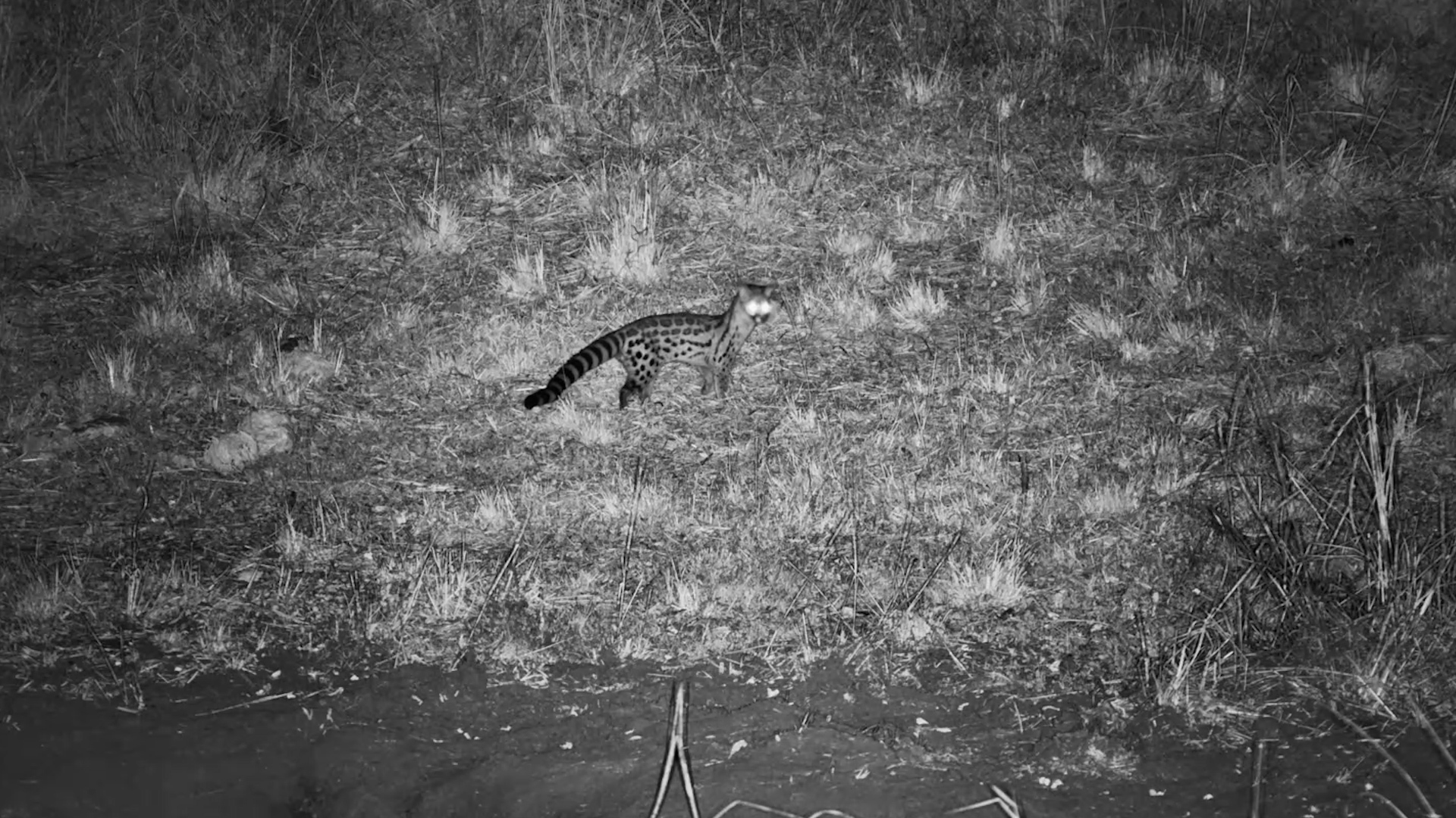 Genet Sneaks Around at Night