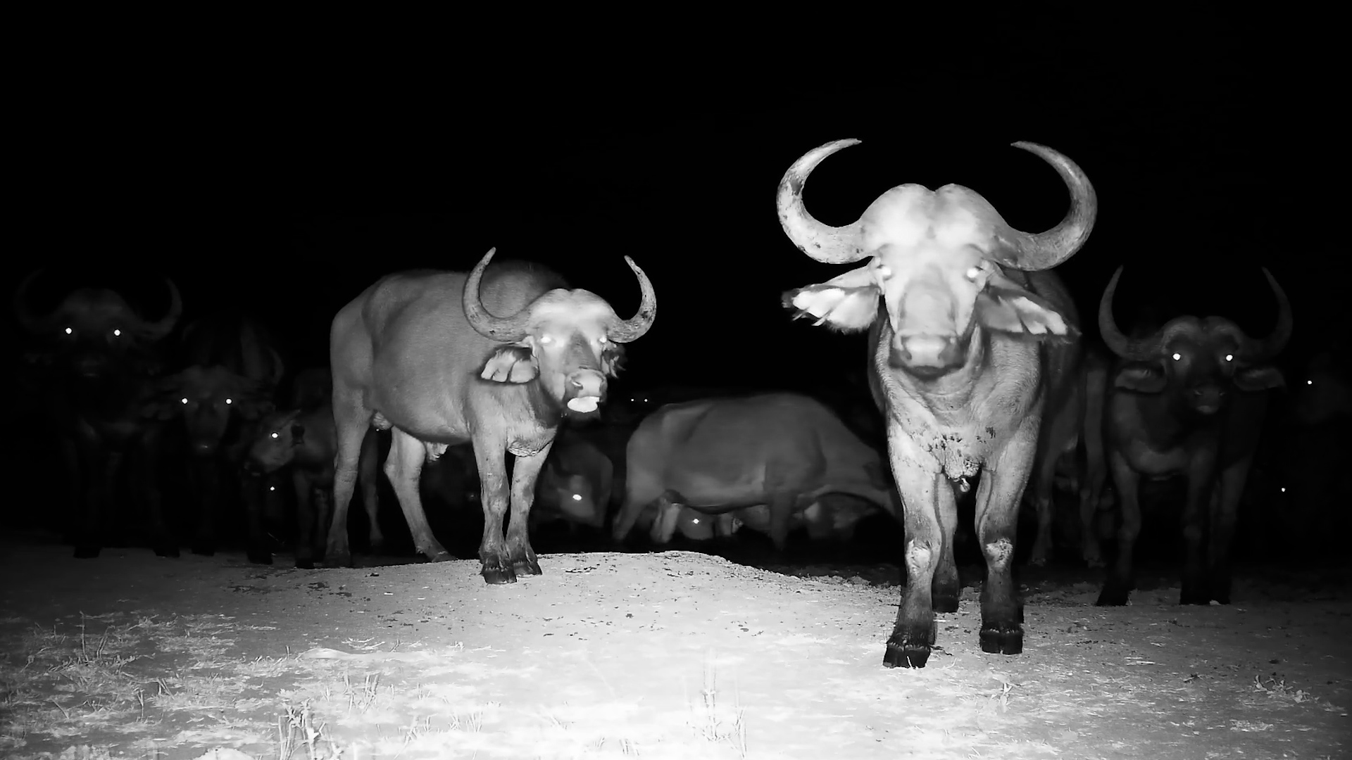 Night of the Buffalo | Herd Gathers for a Midnight Drink