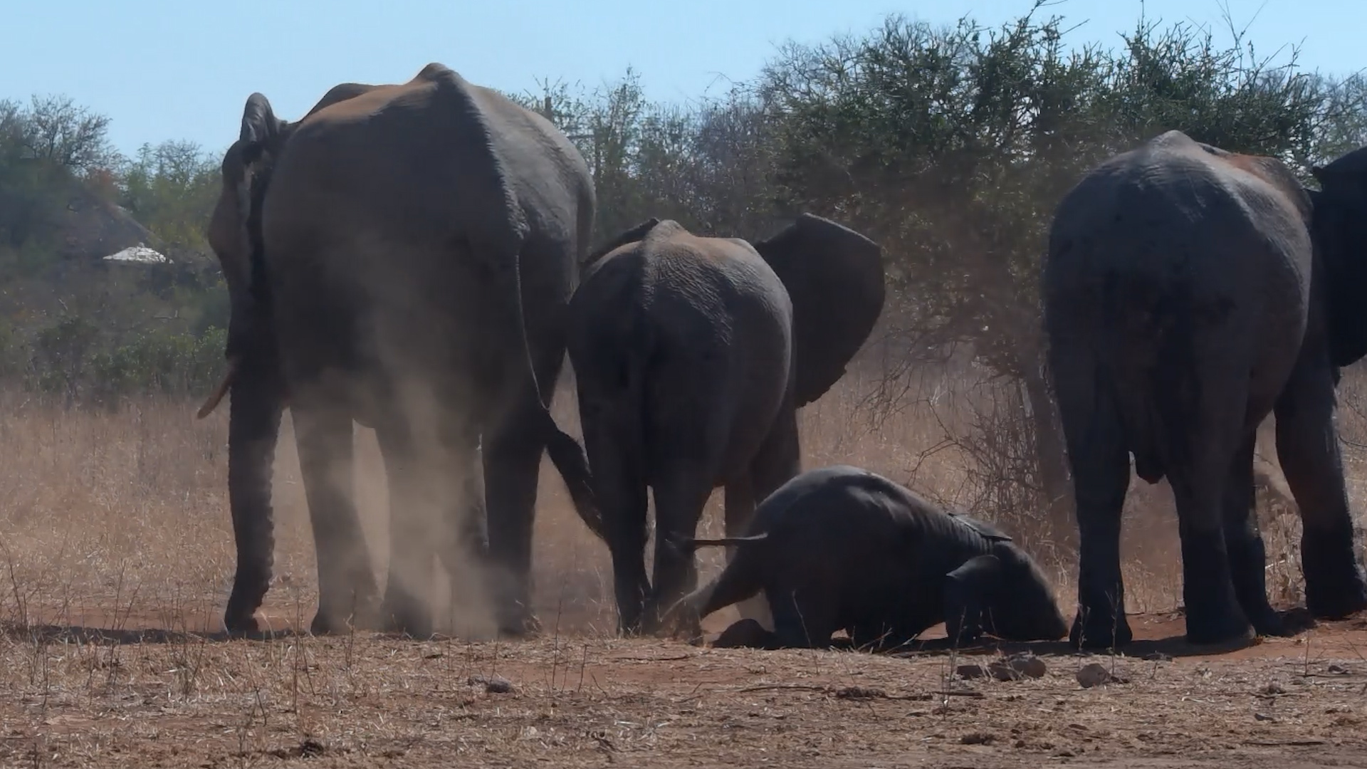 Baby Elephant’s Sand Spa Day | Cutest Dust Bath Ever!