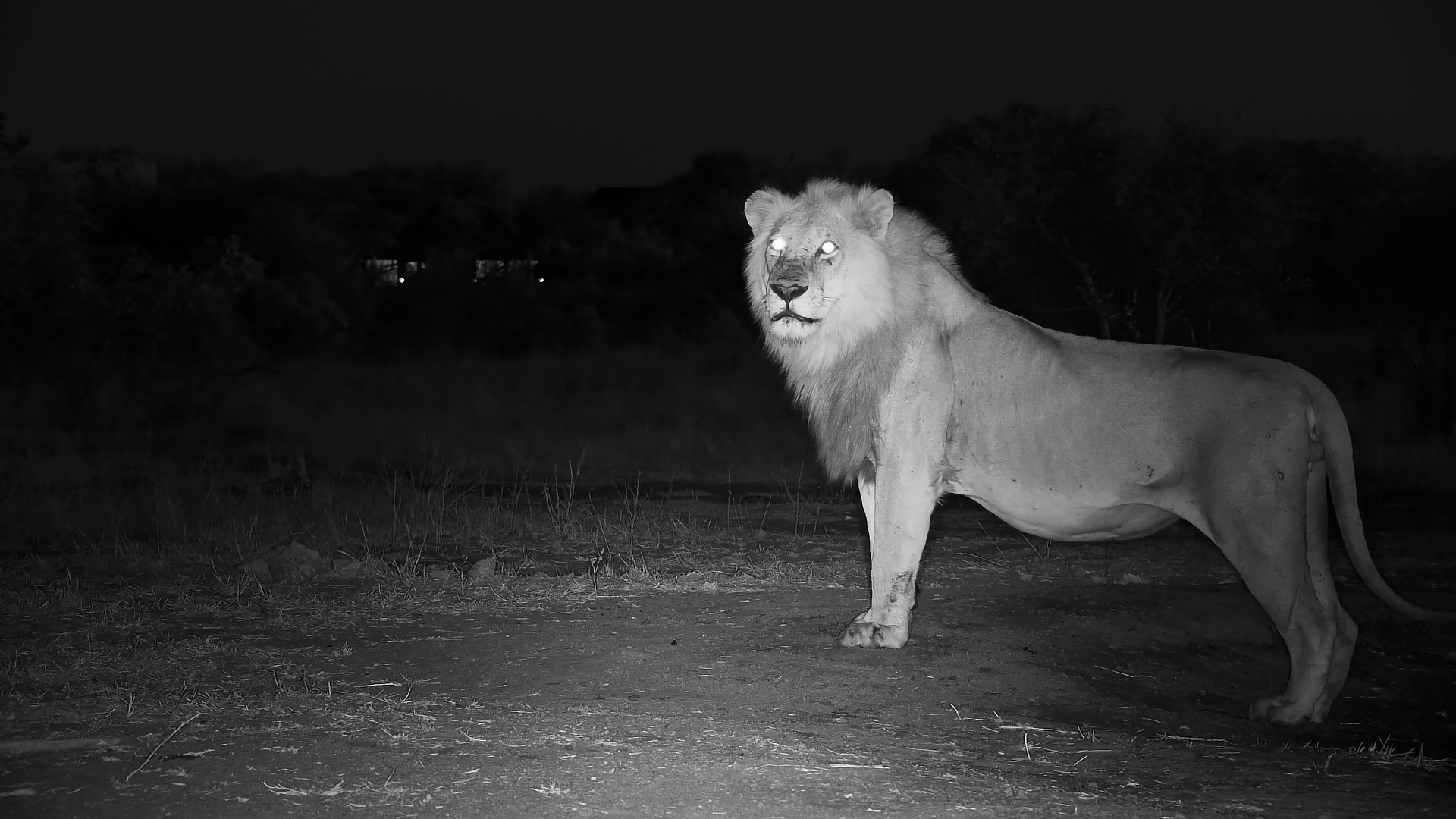 Male Lion Claims Territory at Cat Eye