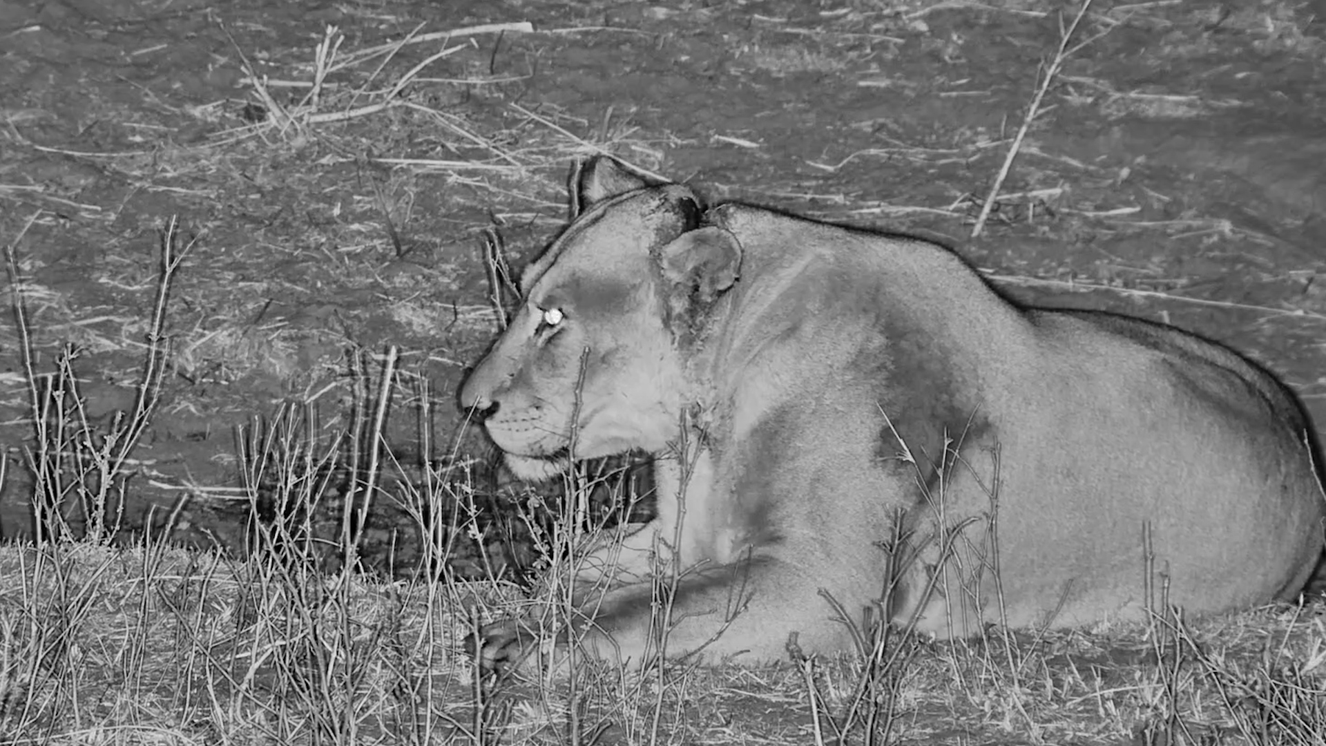 Lioness in Danger!