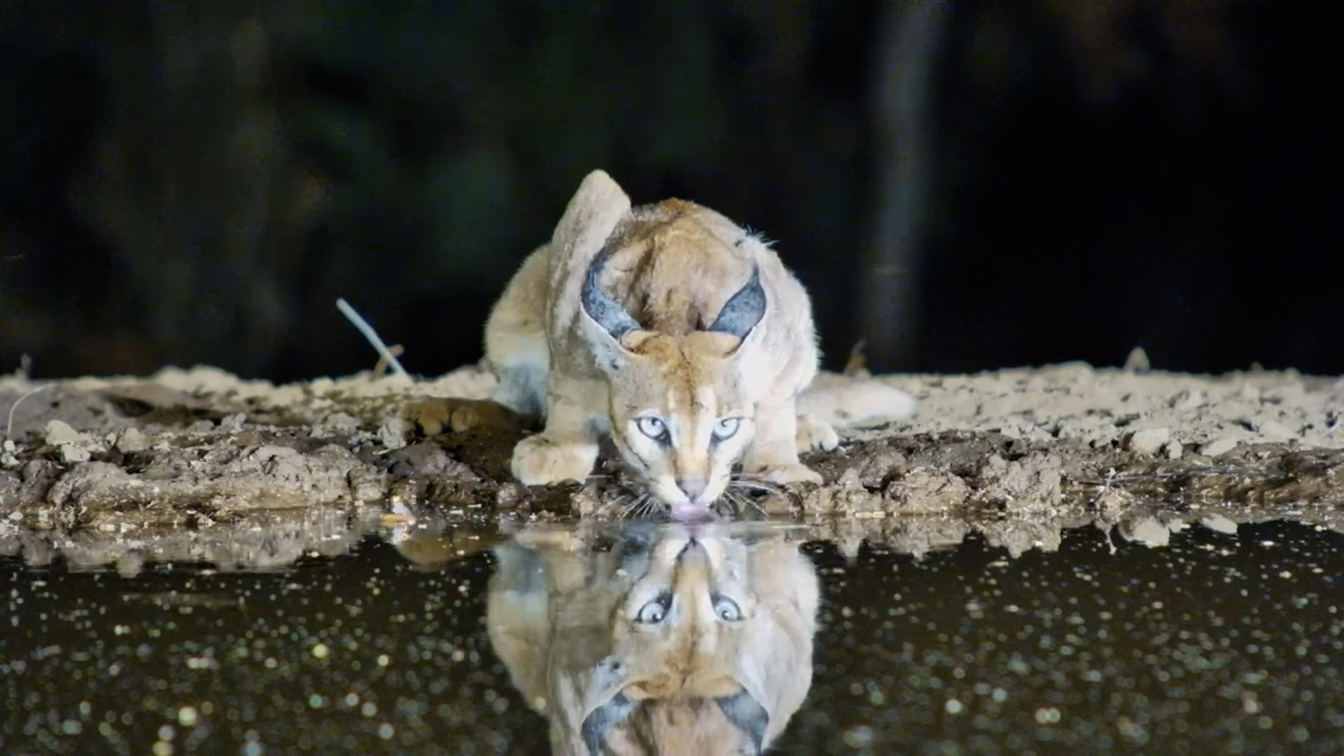 Caracal Hydration Break at Lentorre