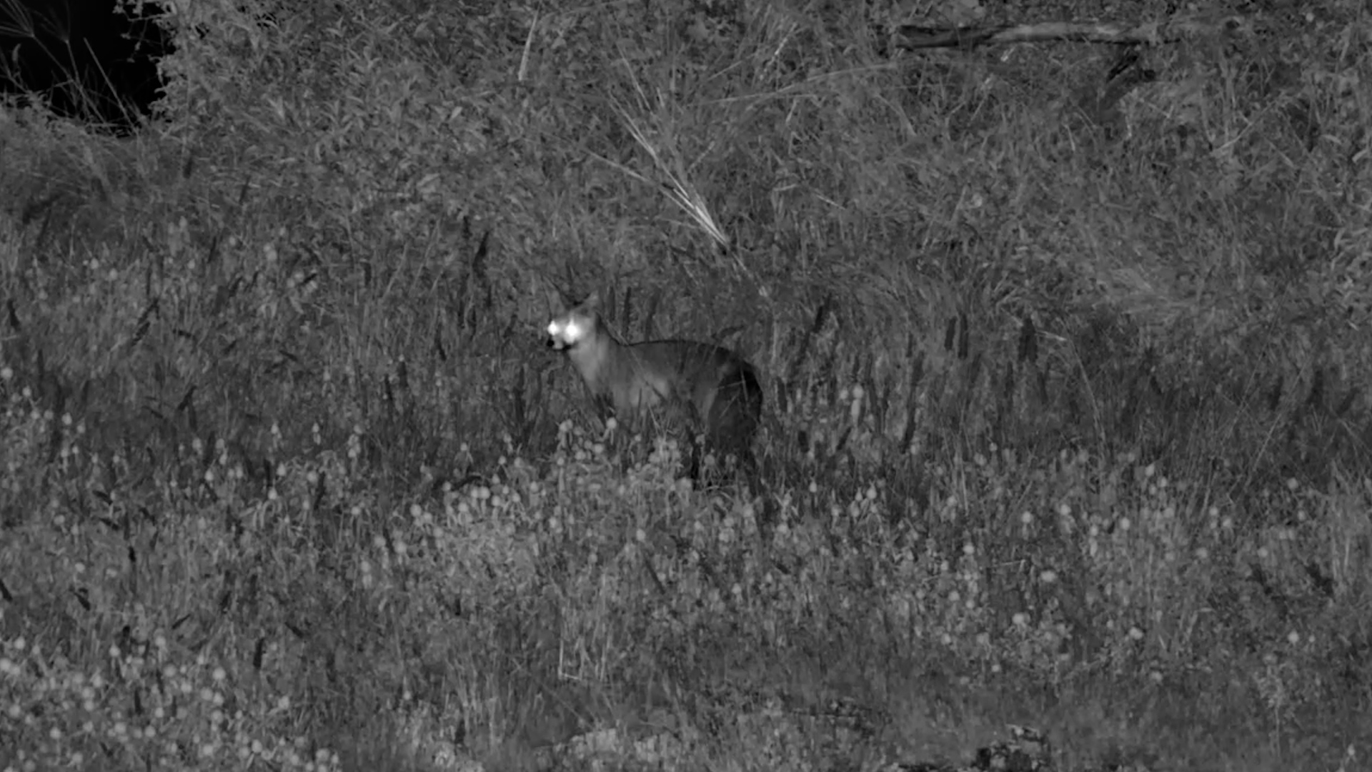 Brief But Special… Cape Fox Sighted