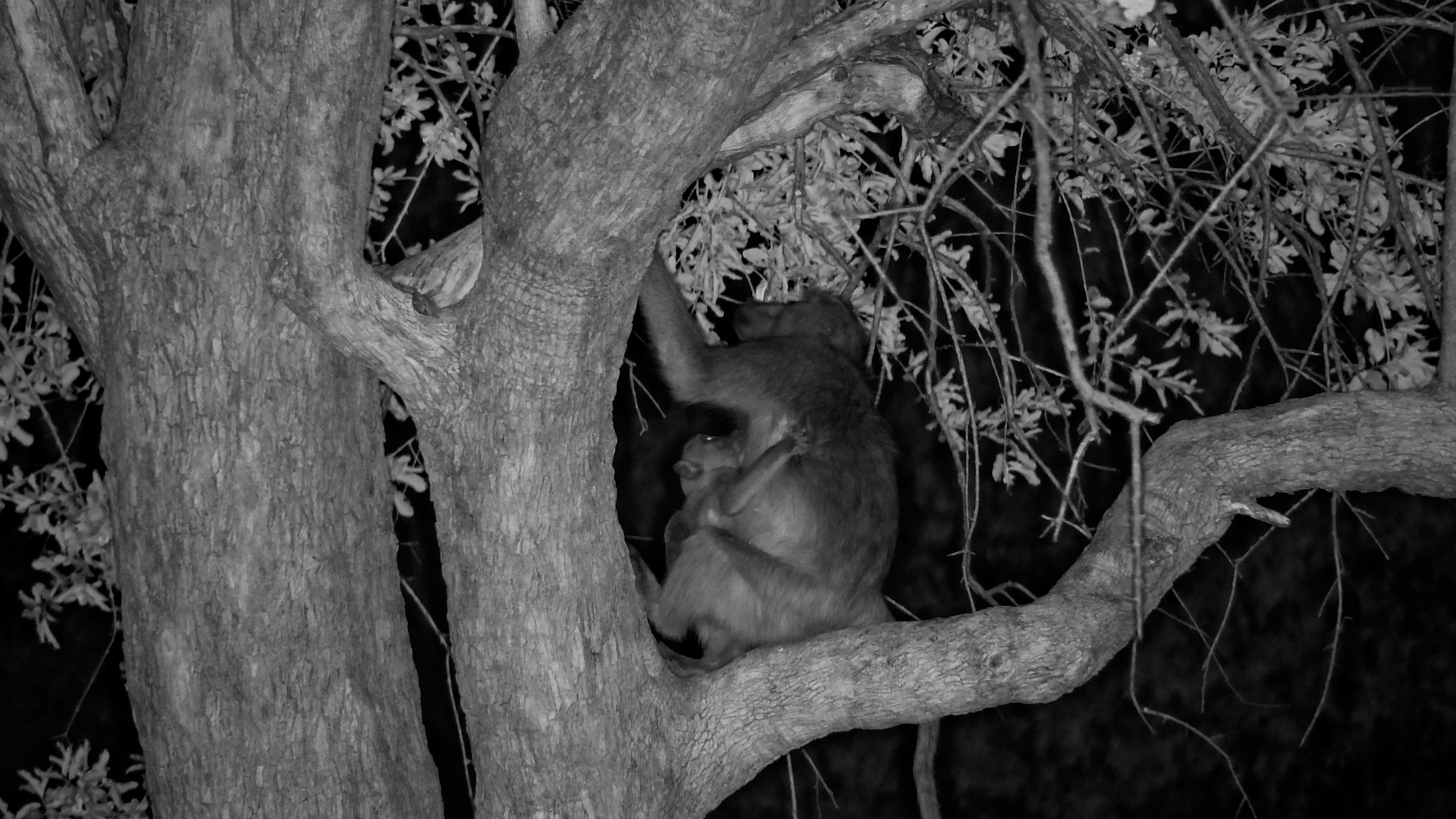 As Night Falls… The Baboons Head for the Trees