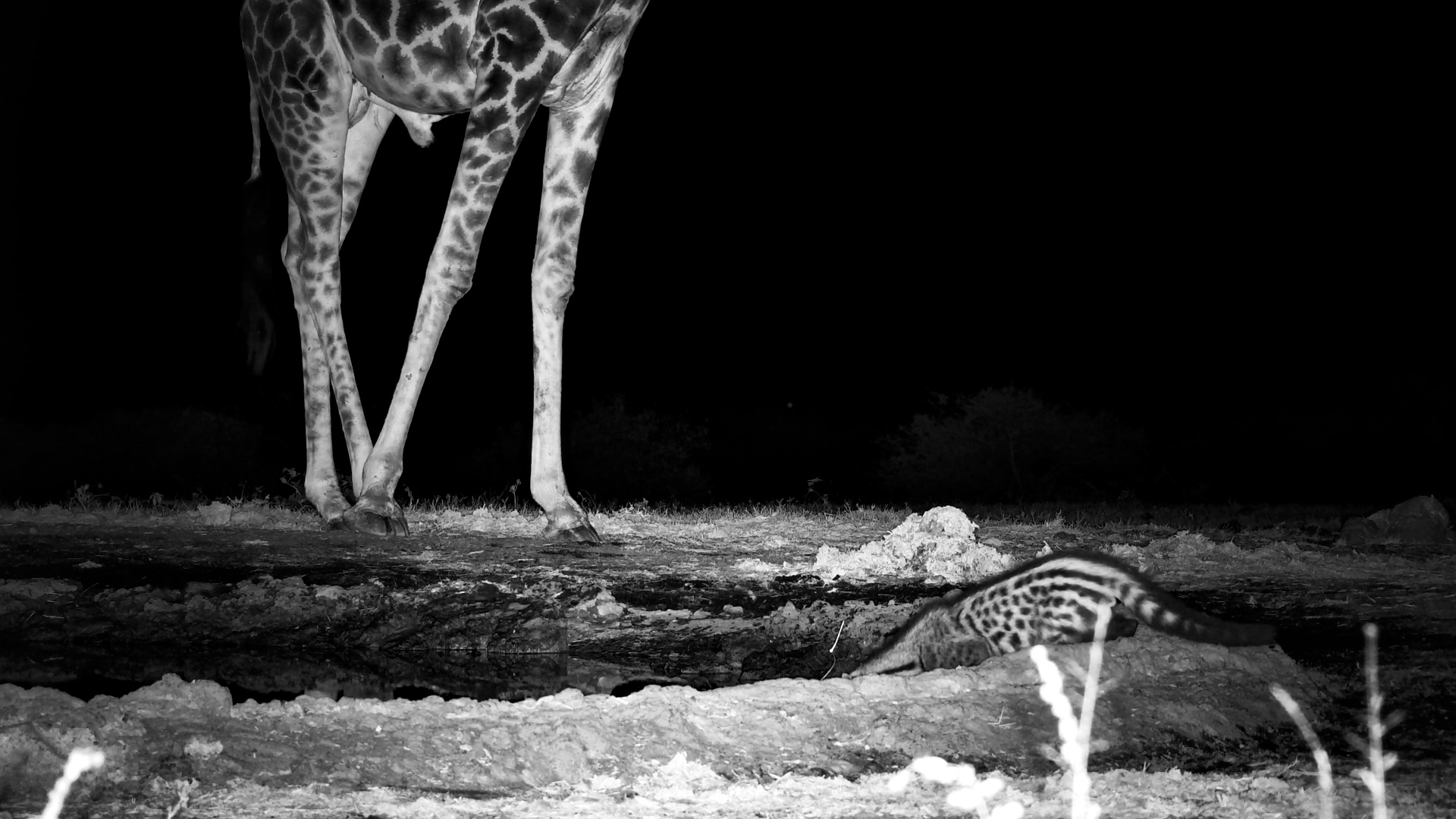 Civet and Giraffe Drink Together at ol Donyo Waterhole