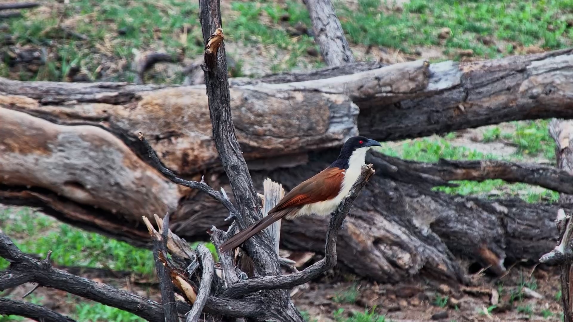 Coppery-Tailed Coucal Spotted at Camelthorn