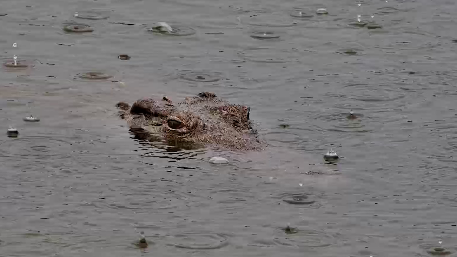 Just a Head in the Rain