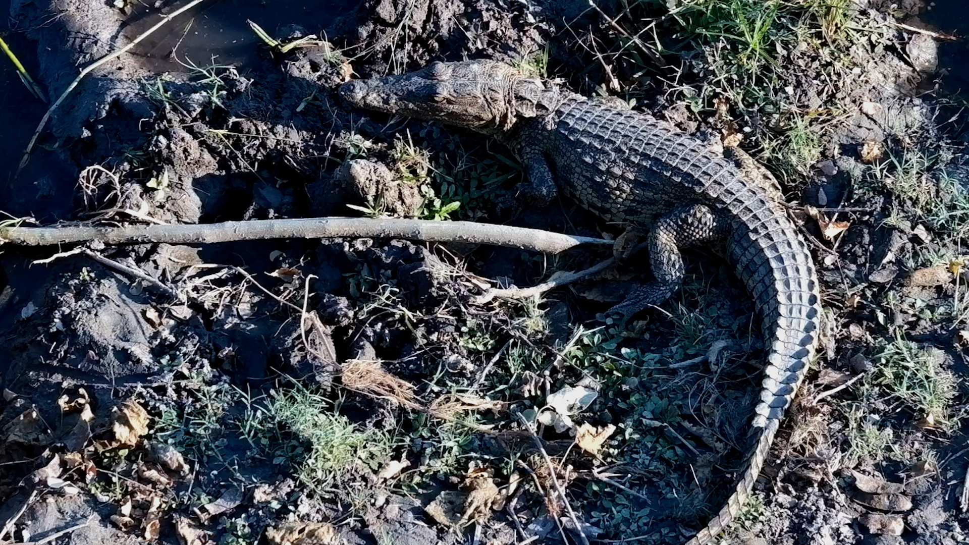 Little Croc Was Back in Its Favourite Spot