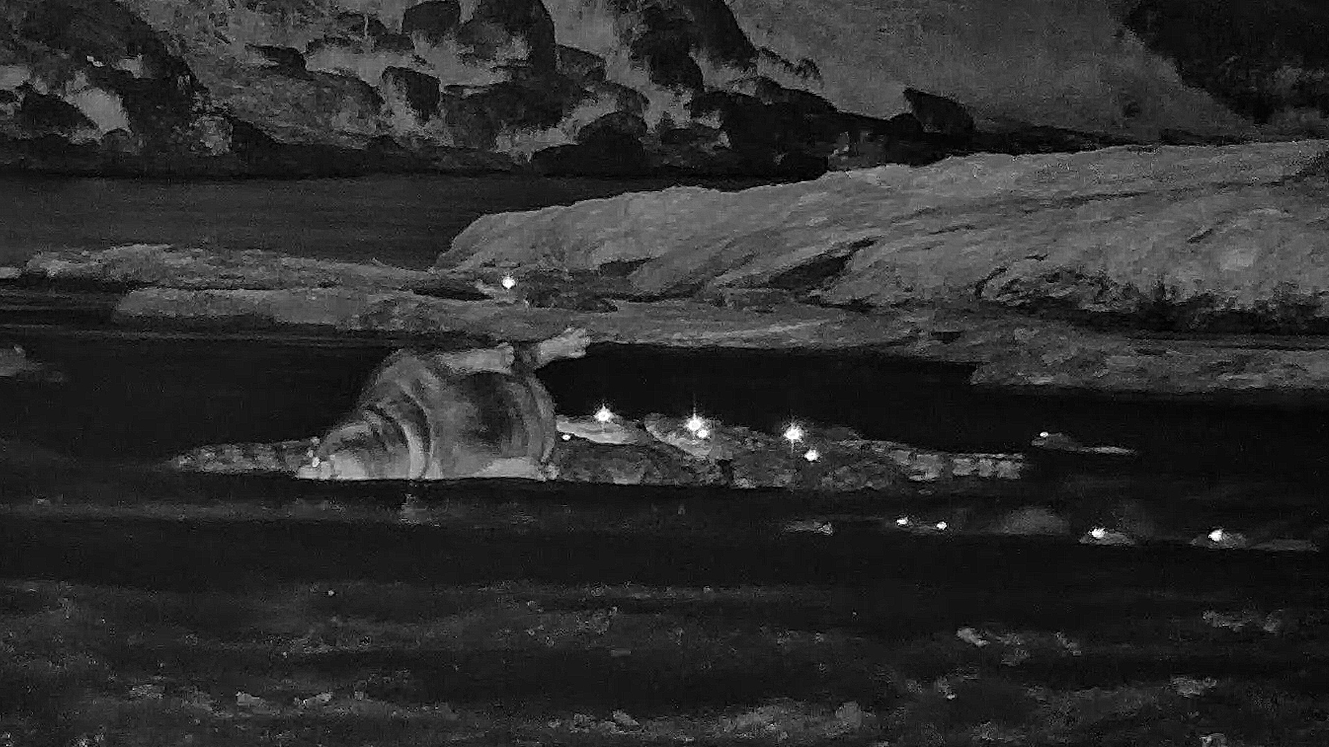 Crocodiles Didn't Miss This Opportunity