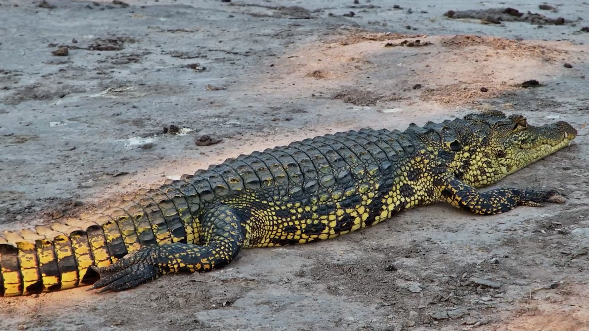 Chilling with Crocodiles