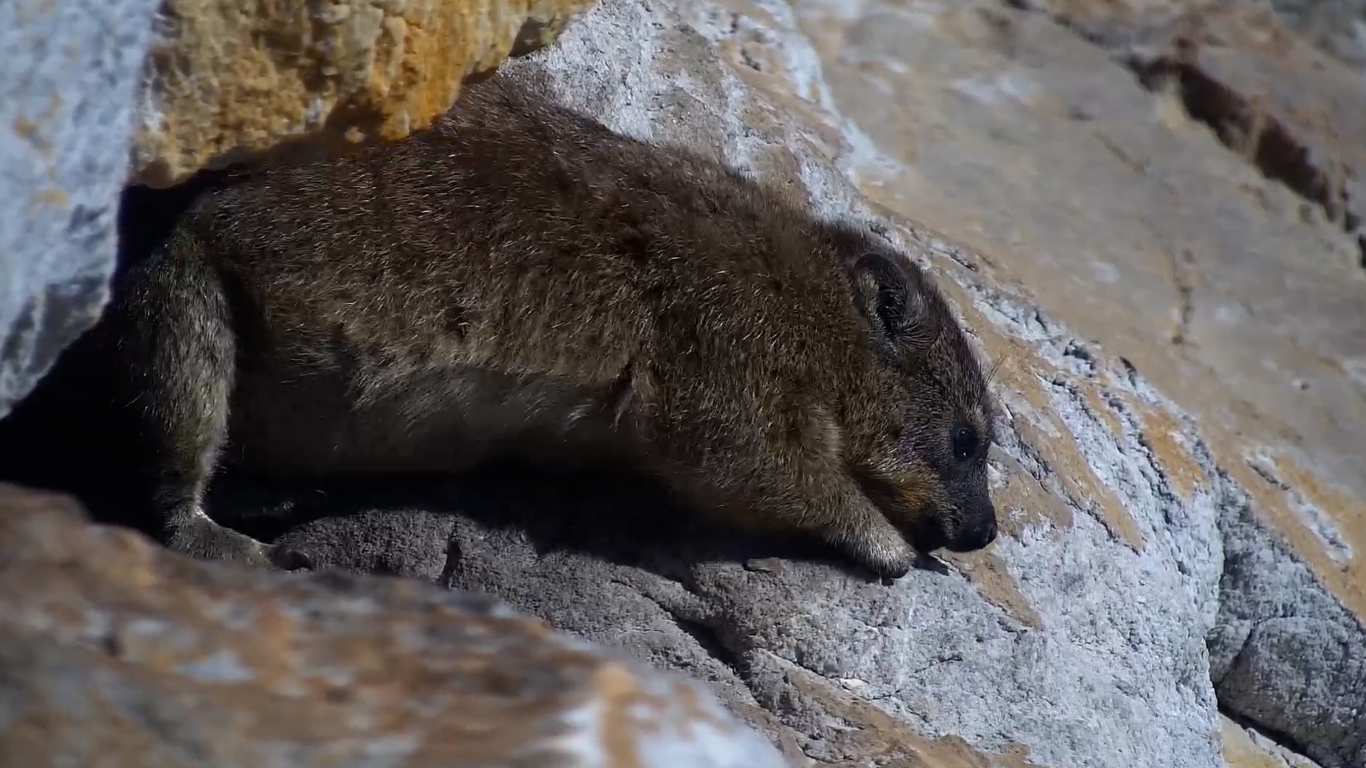 Just a Hyrax and a Warm Rock