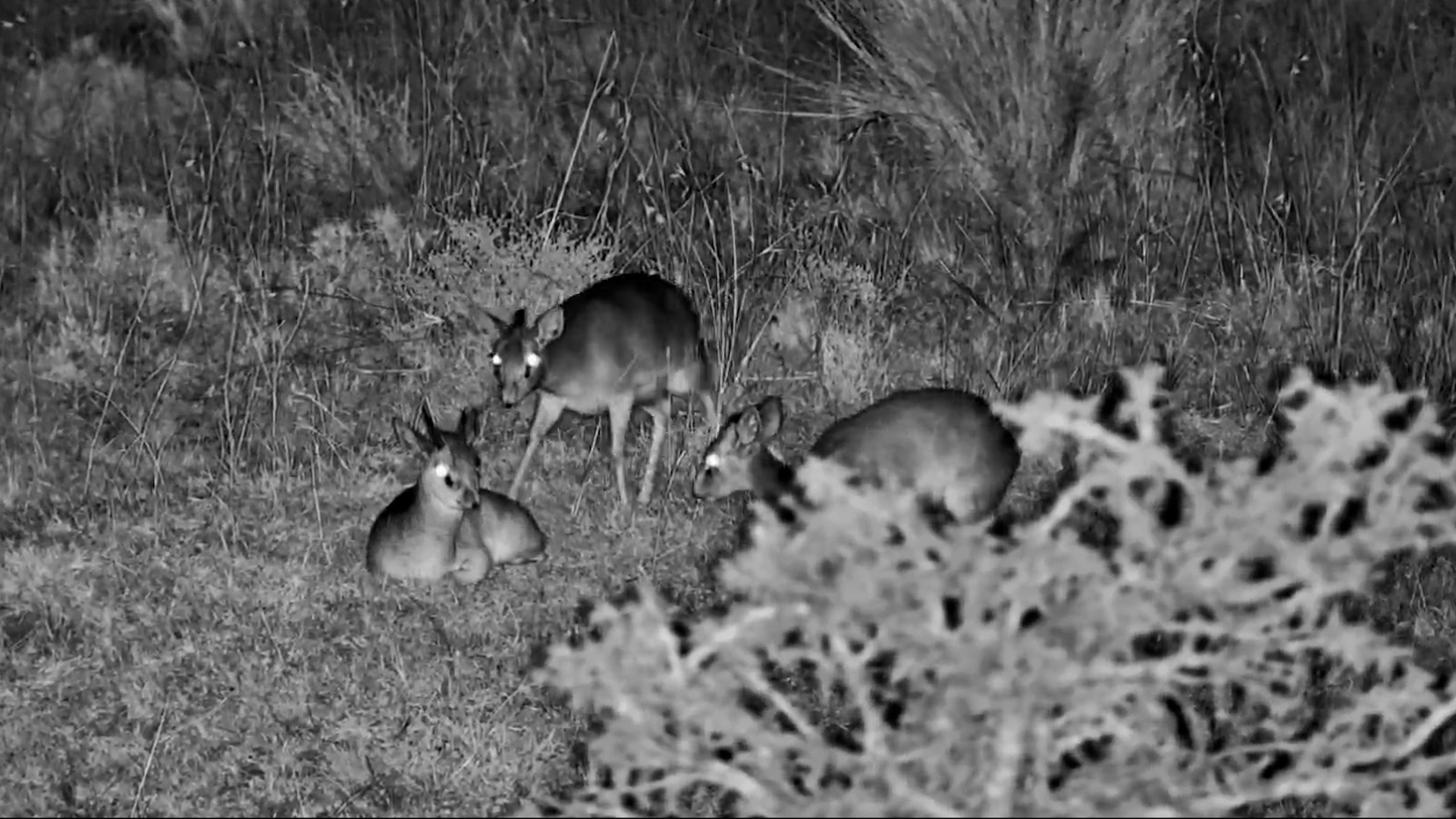A Dik-Dik Family Stays Close Through the Night