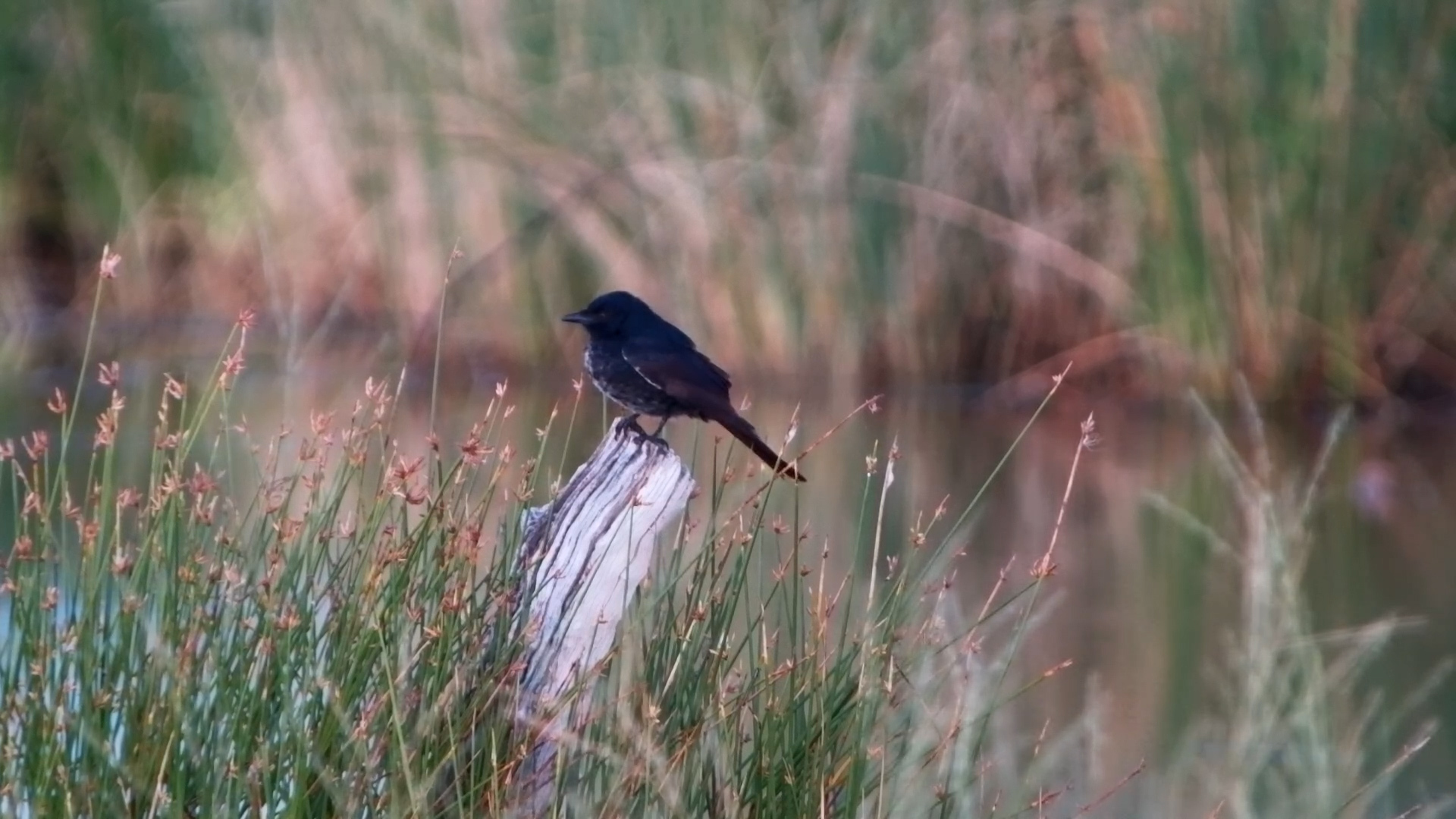 Restless Fork-Tailed Drongo