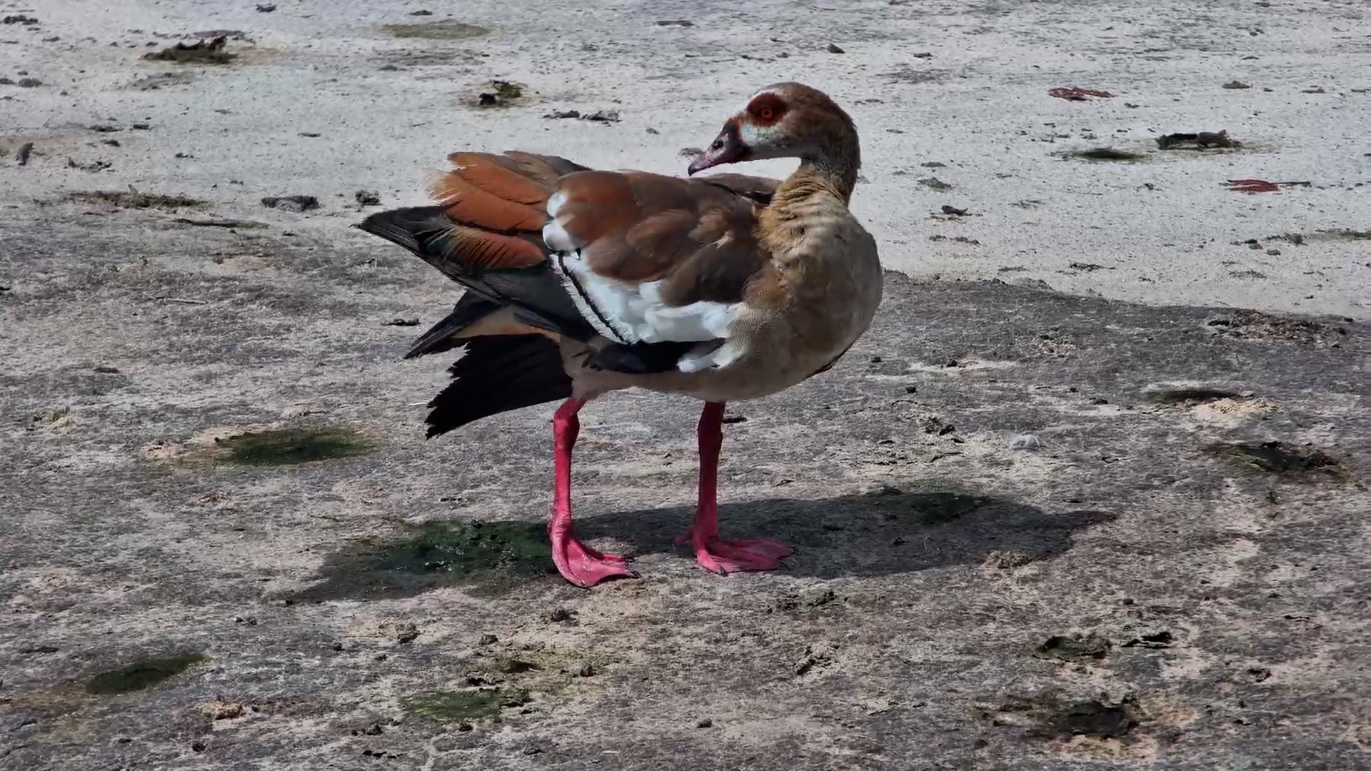 Egyptian Goose in Full Feather Mode