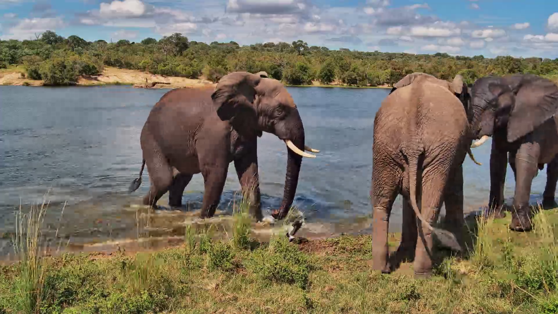 Elephants Take a Dip… One Comes Right to the Camera