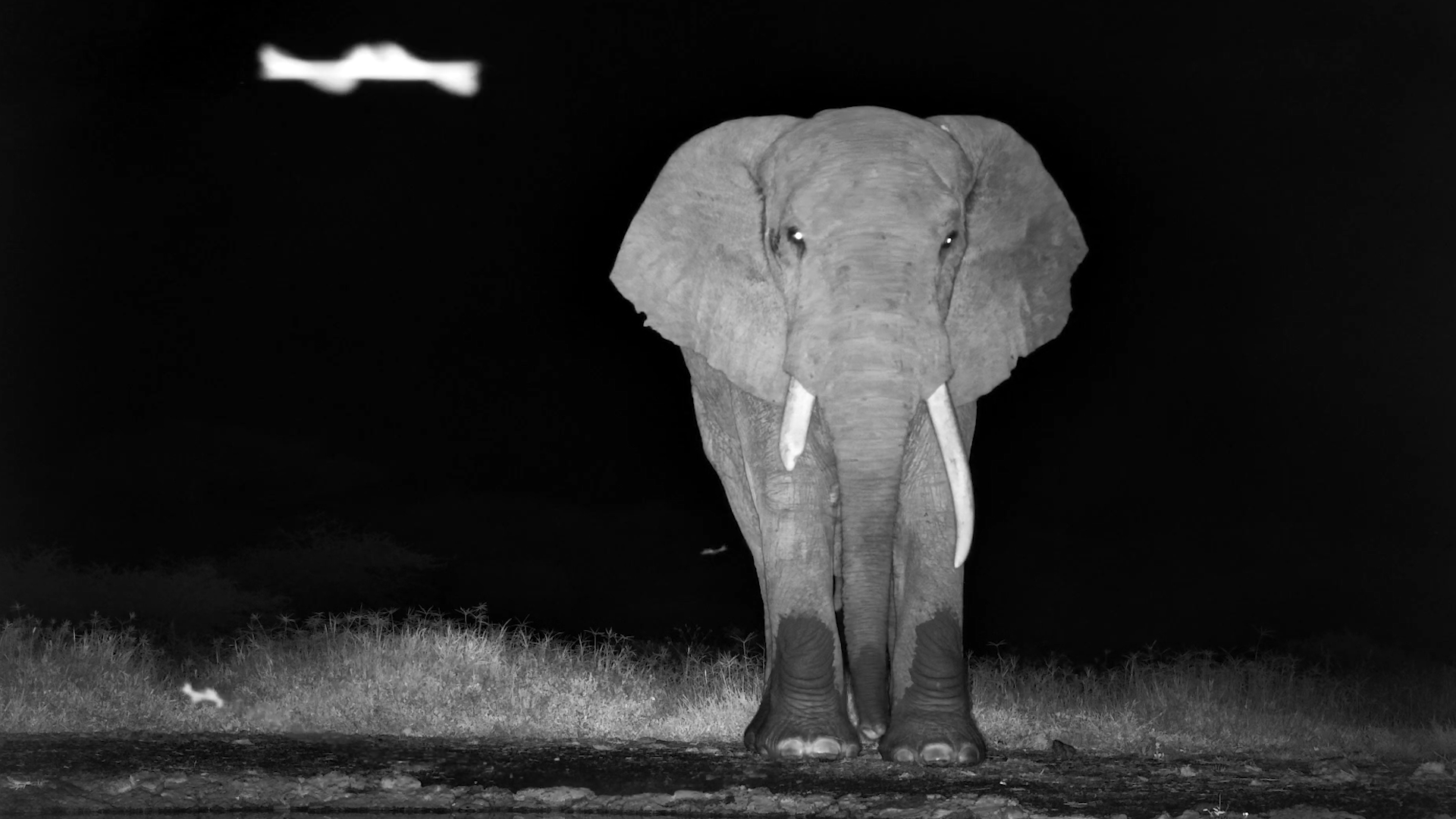 The Elephant With the Broken Tusk