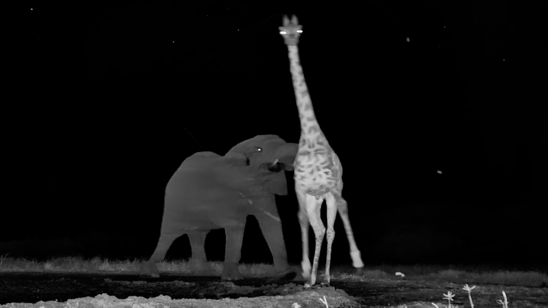 Did That Elephant Just Push a Giraffe?!