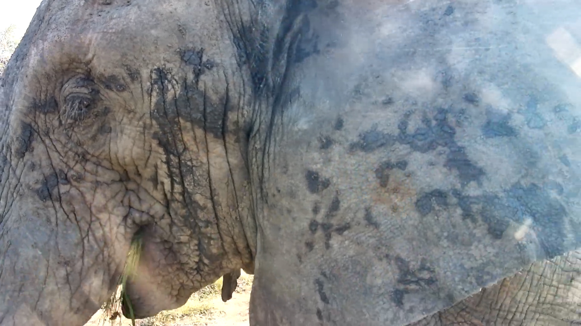 Elephant Family Drinks Right Before Your Eyes!