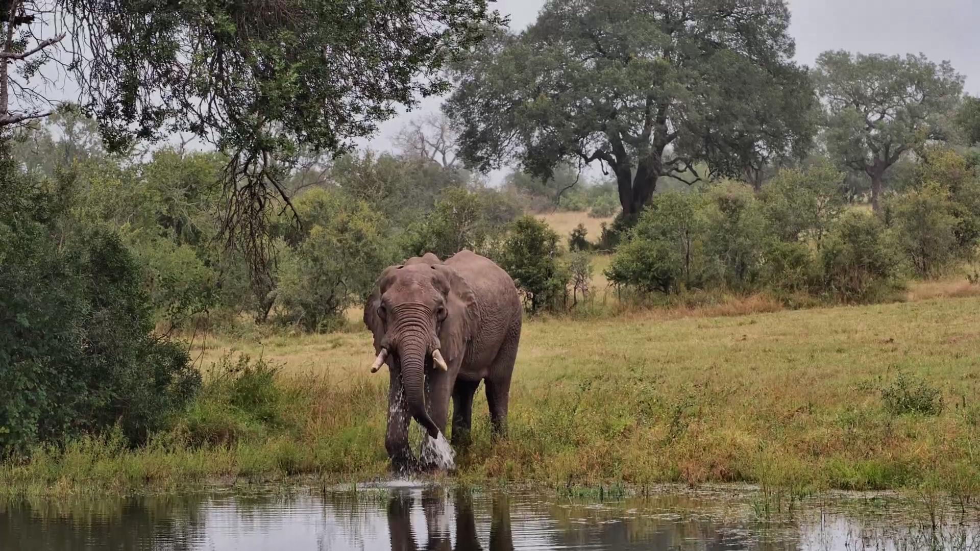Lone Elephant at the Water’s Edge