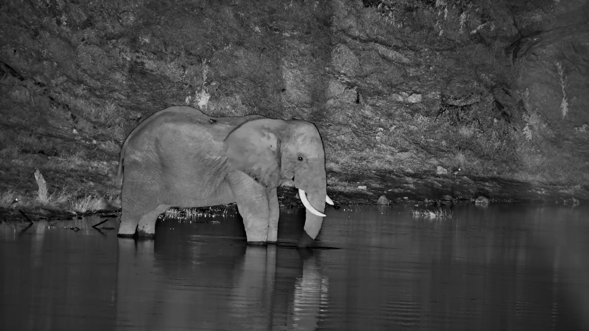 Elephant Has A Midnight Drink