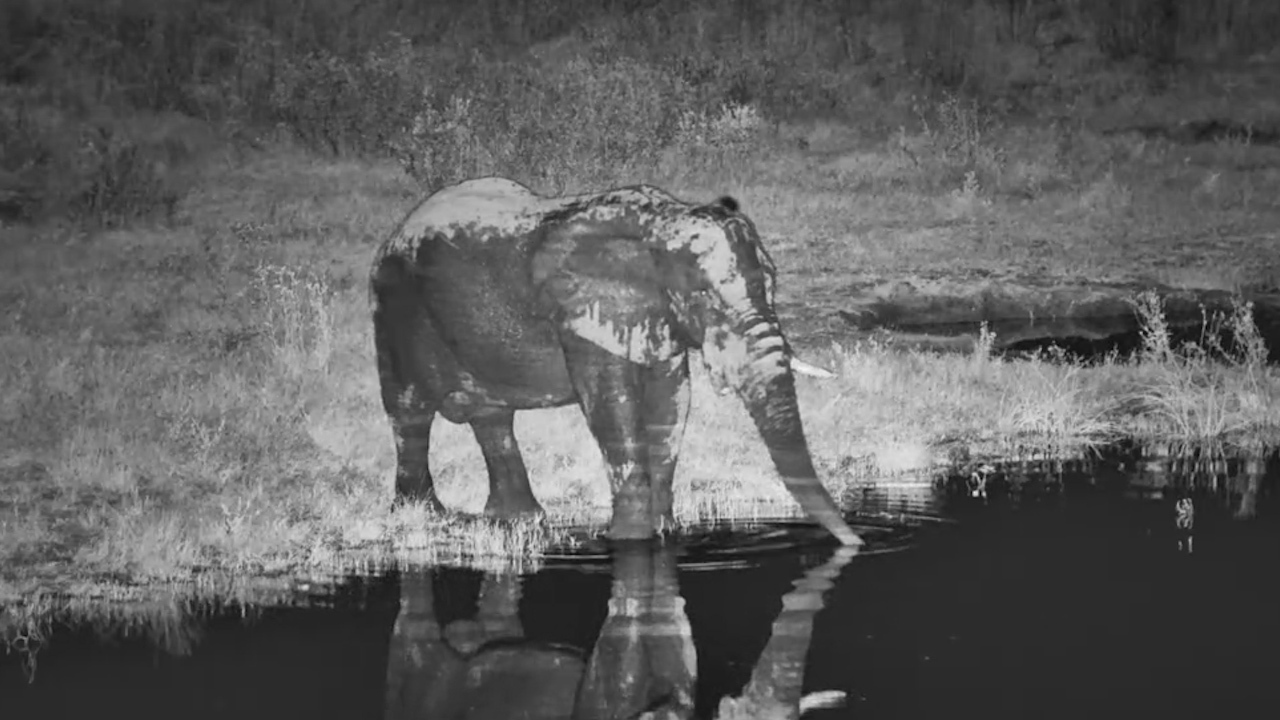 Elephant's Solo Sip Under the Moonlit Sky