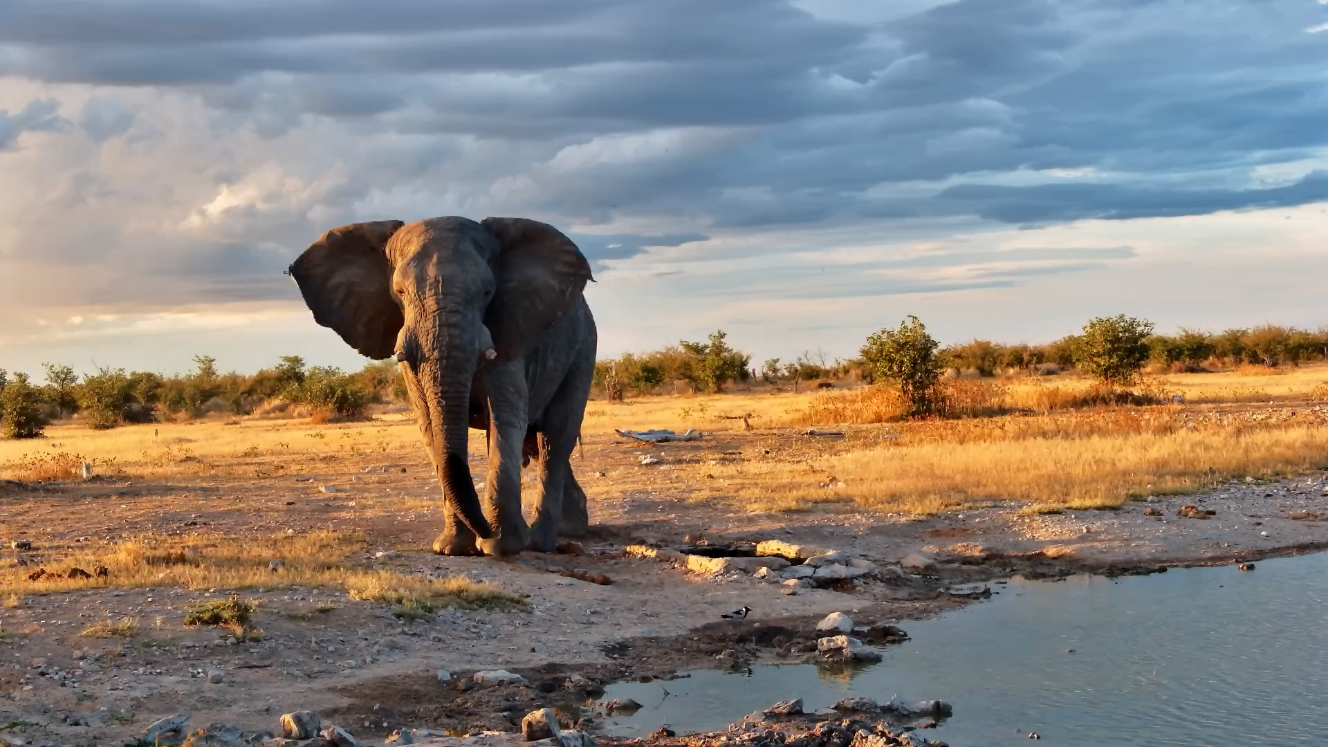 A Bull Elephant Just Taking a Quiet Drink