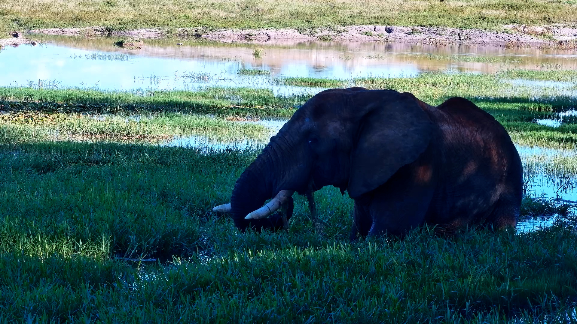 Bull Elephant Enjoys Tau’s Watery Greens