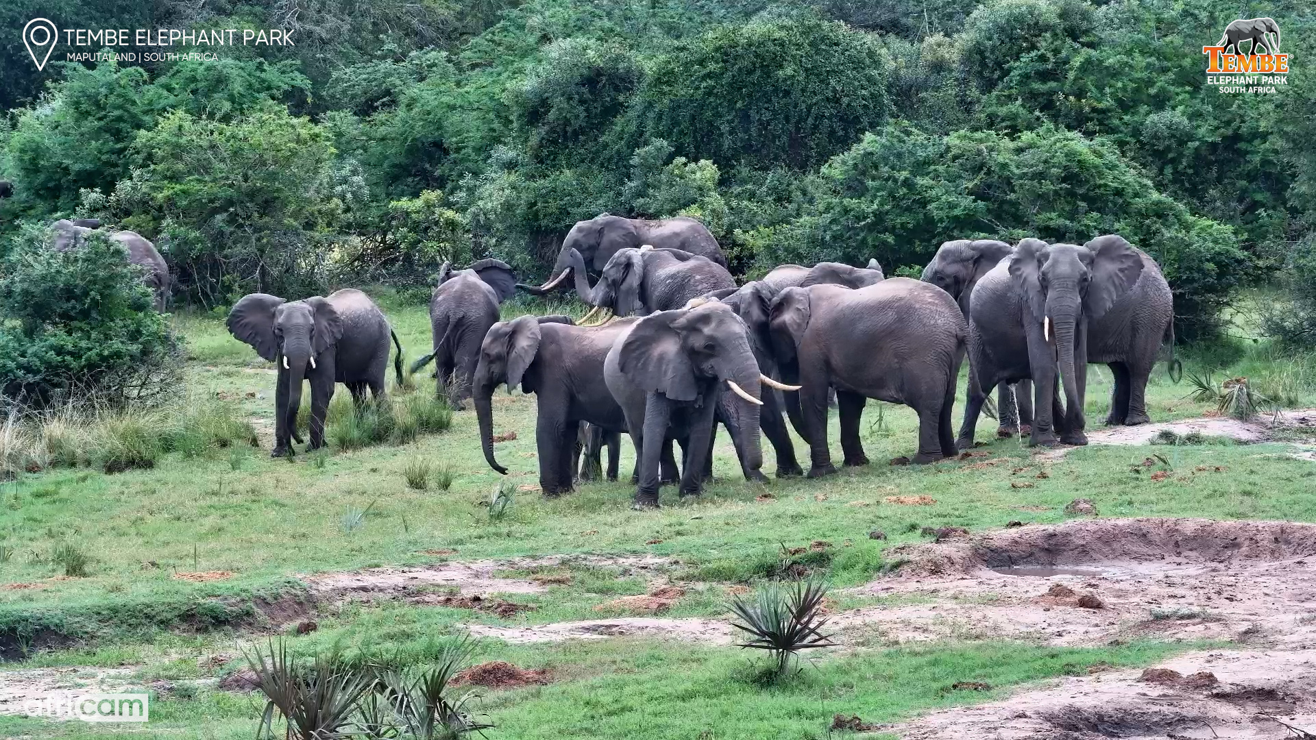 Elephants React at Tembe