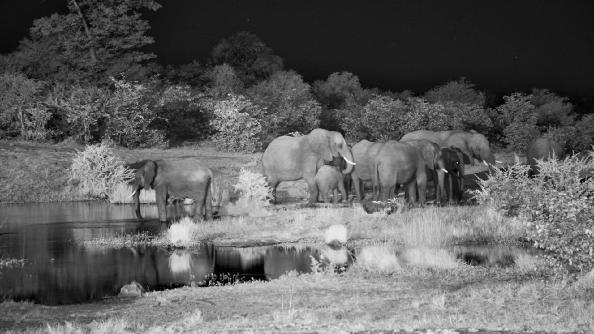 Giants Stop By For A Drink