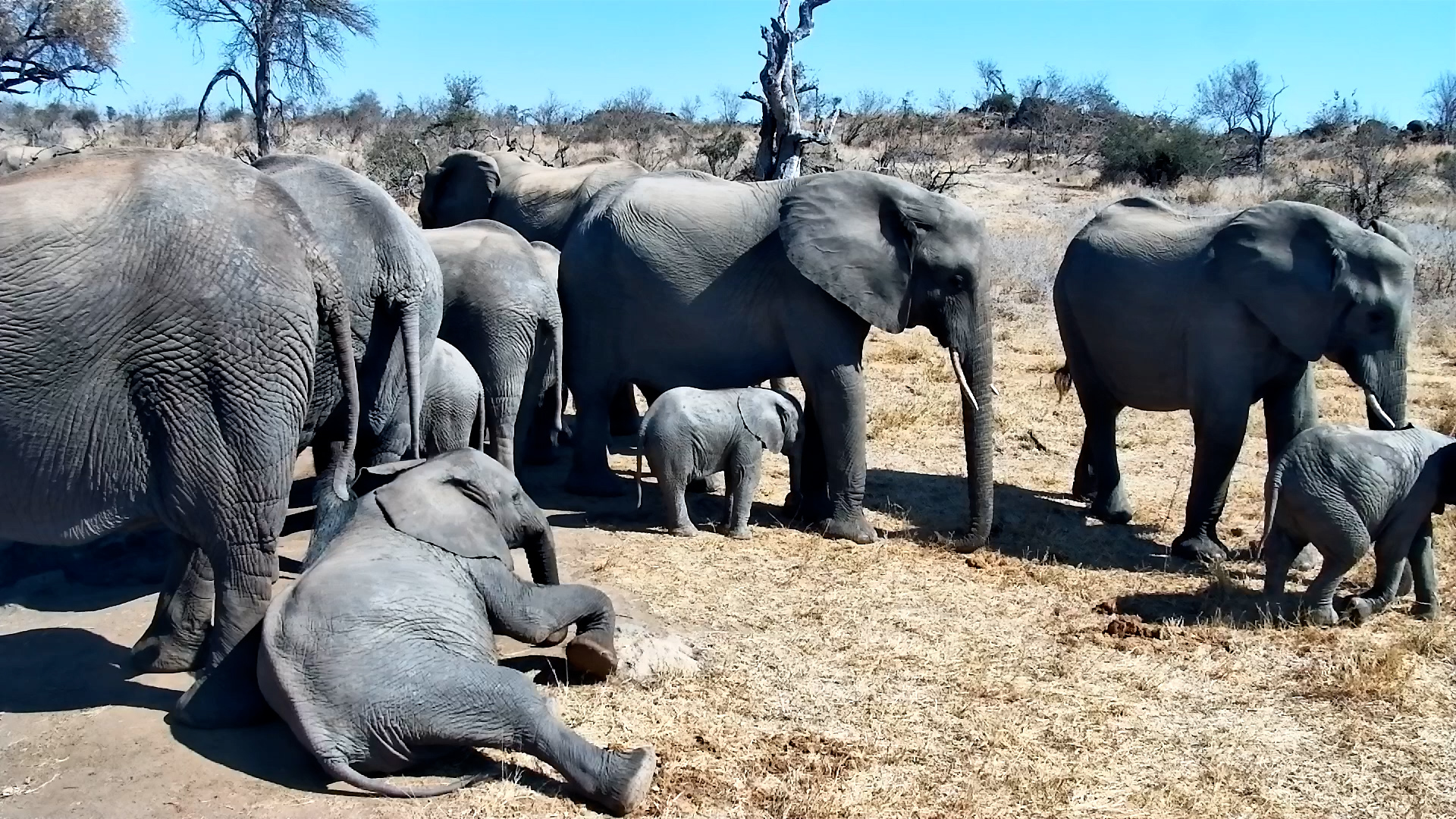Just Another Relaxed Day With the Elephants