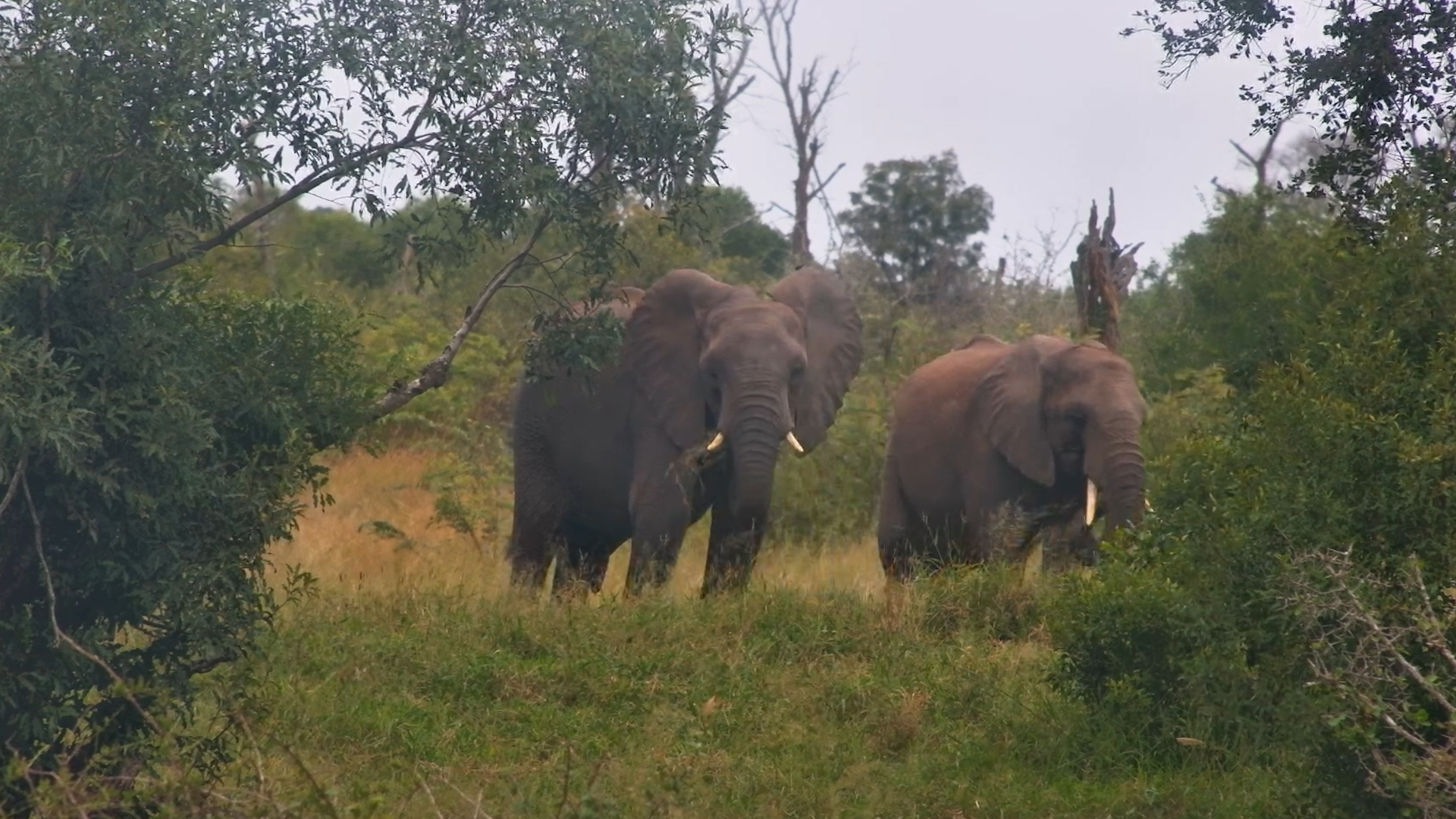 Wild Elephants Enjoying a Waterside Feast