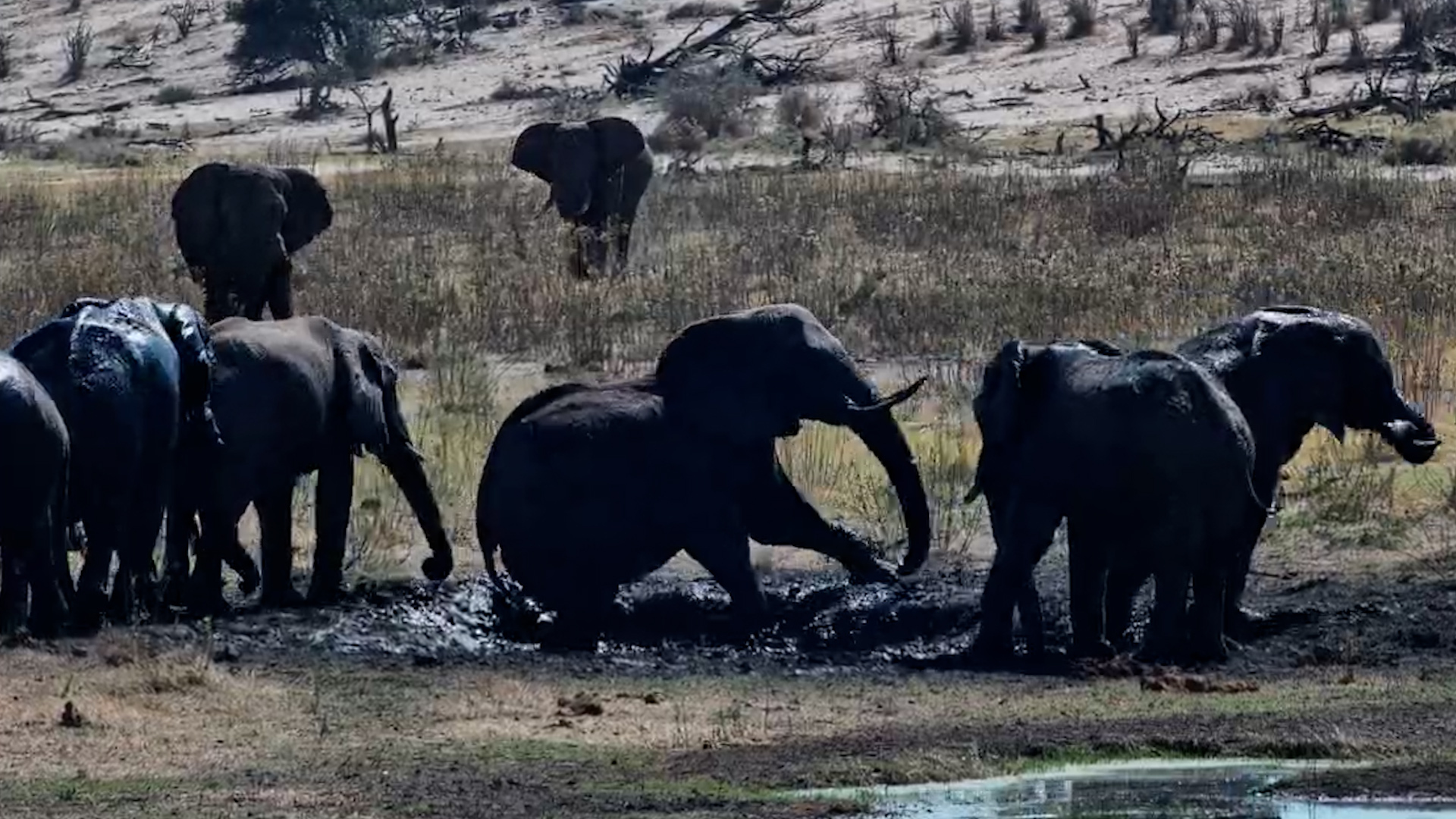 Nobody Loves a Mud Bath Like an Elephant