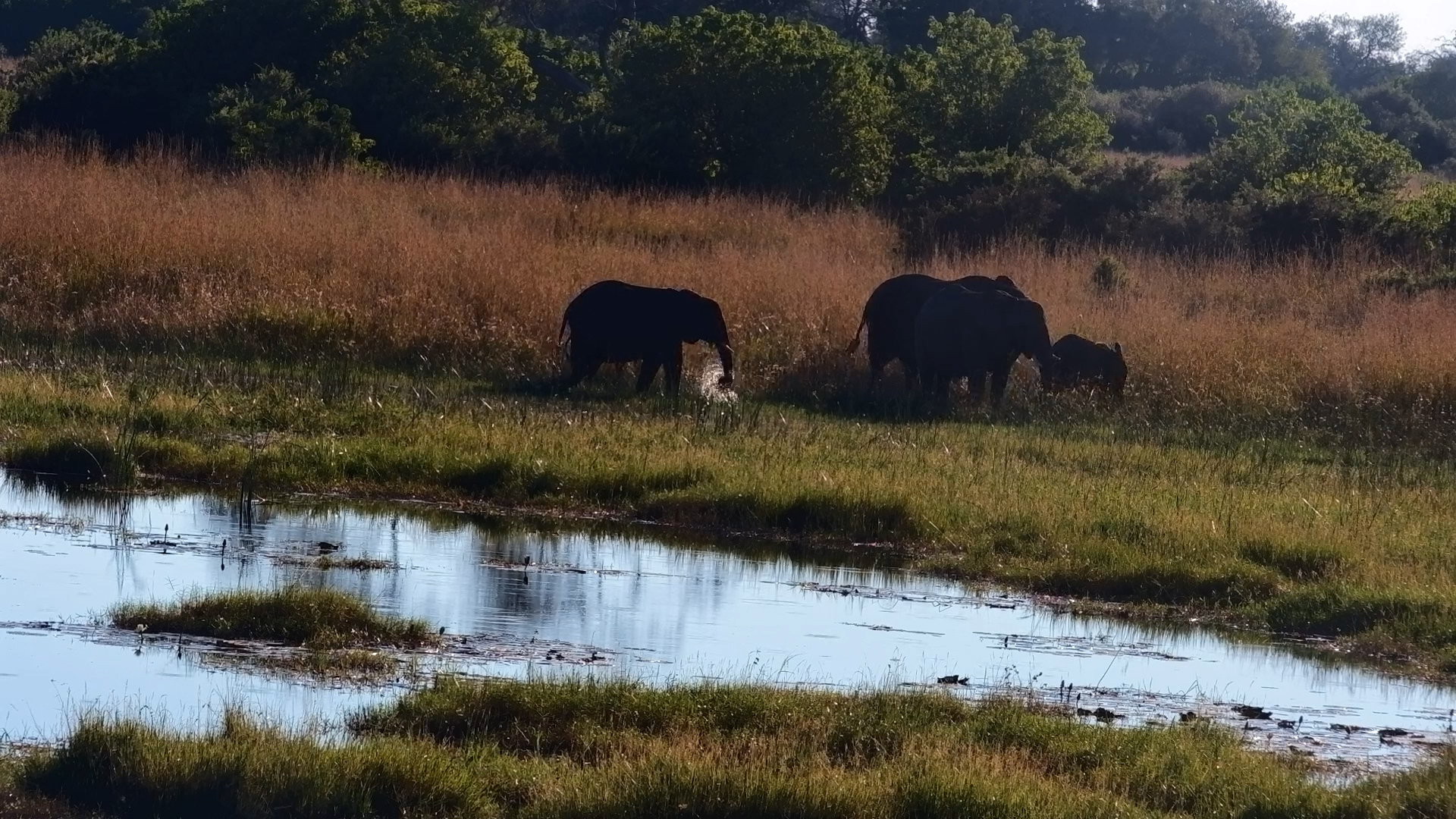 Elephant Herd at The Basin