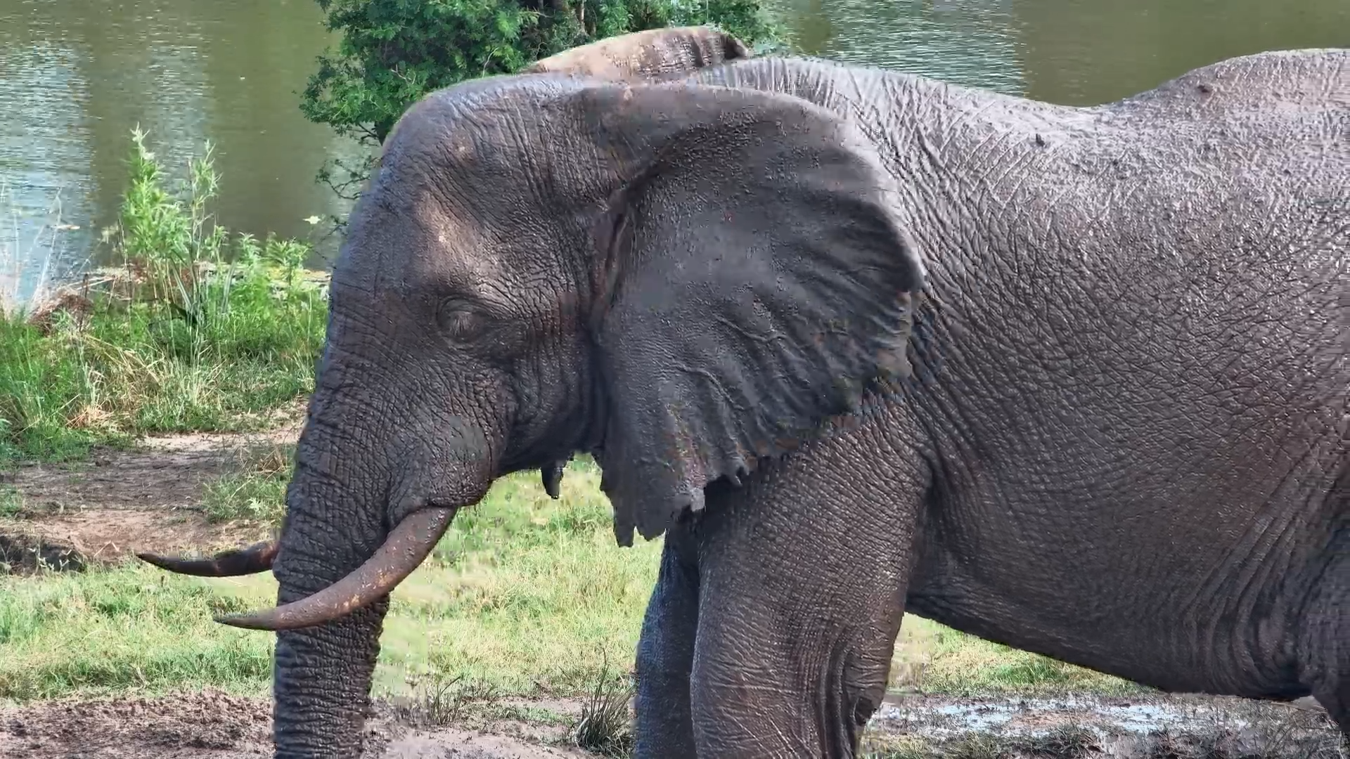 A Bull Elephant Just Switching Off