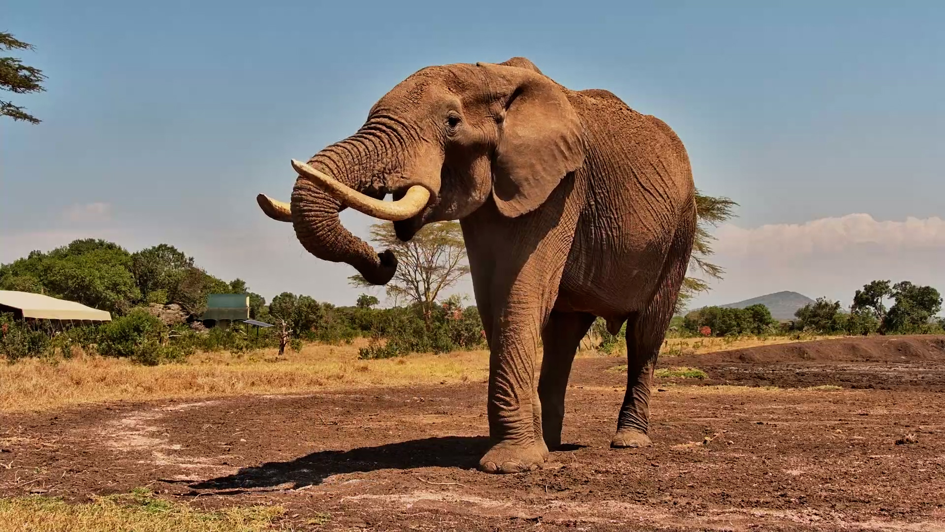 Elephant Comes SO Close for a Salty Snack!