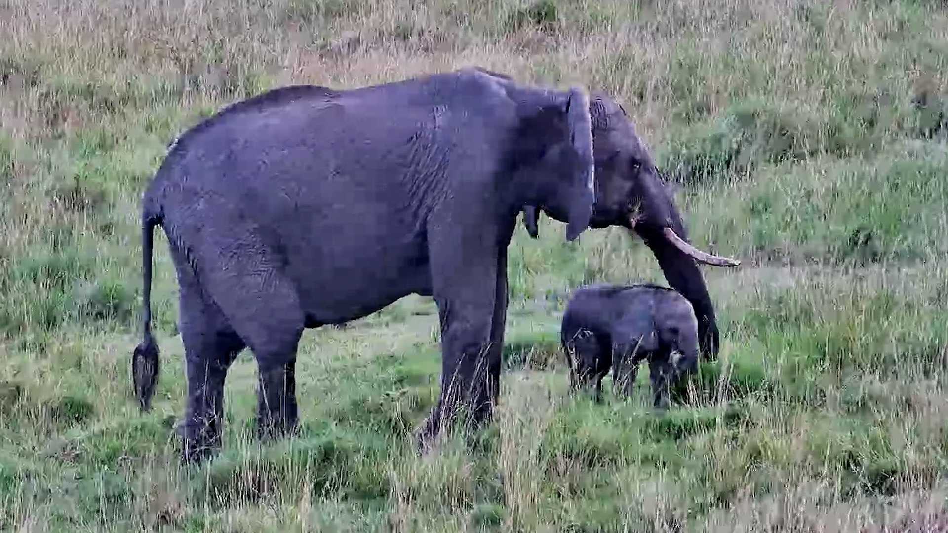 A Tiny Elephant With a Big Role Model