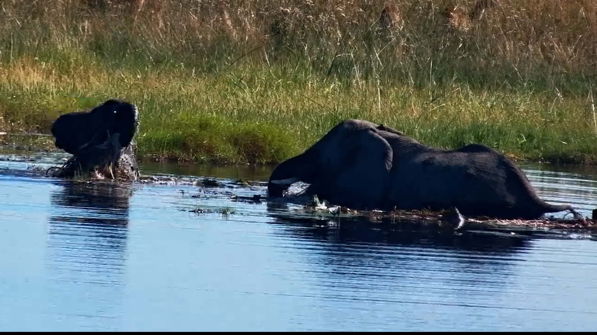 Elephants Deep In The Marsh Unlisted