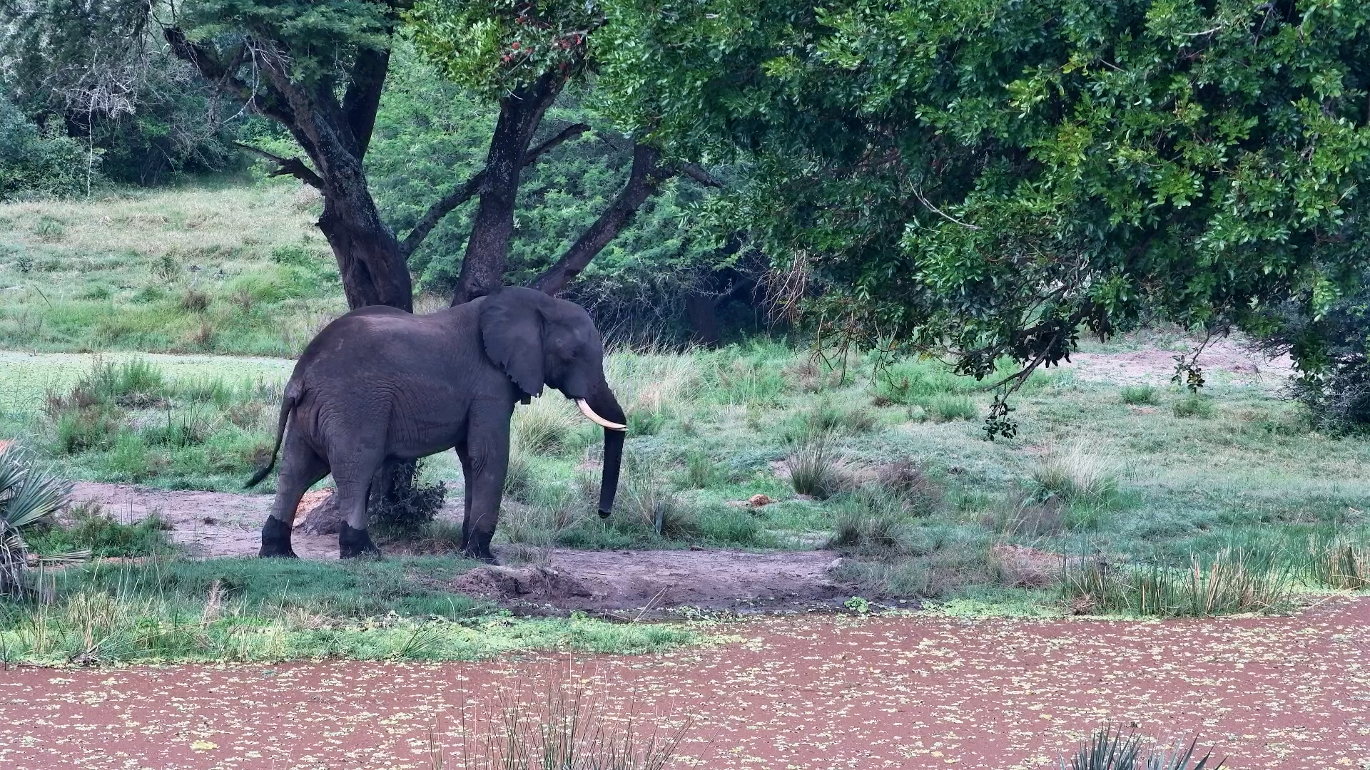 The Itchiest Elephant Ever