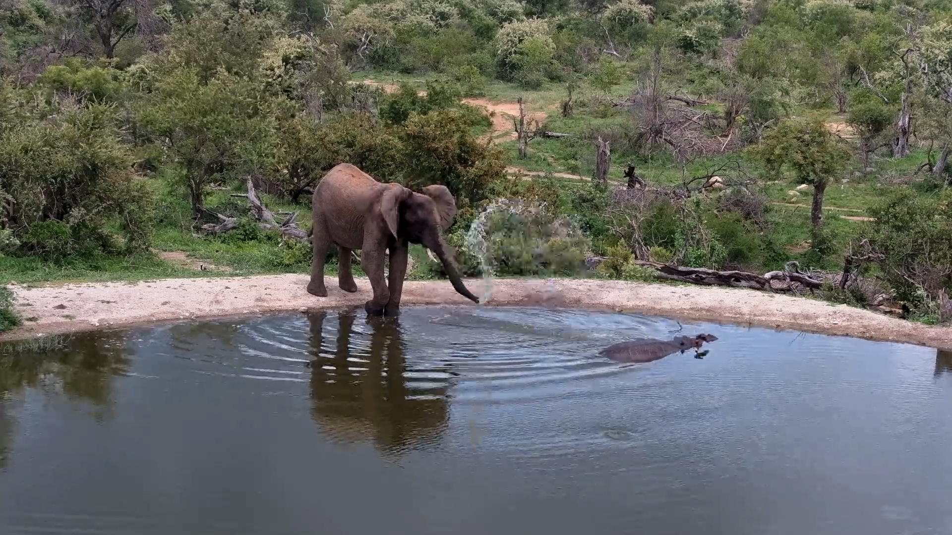 Hippo’s Peace Interrupted by Mischievous Elephant!