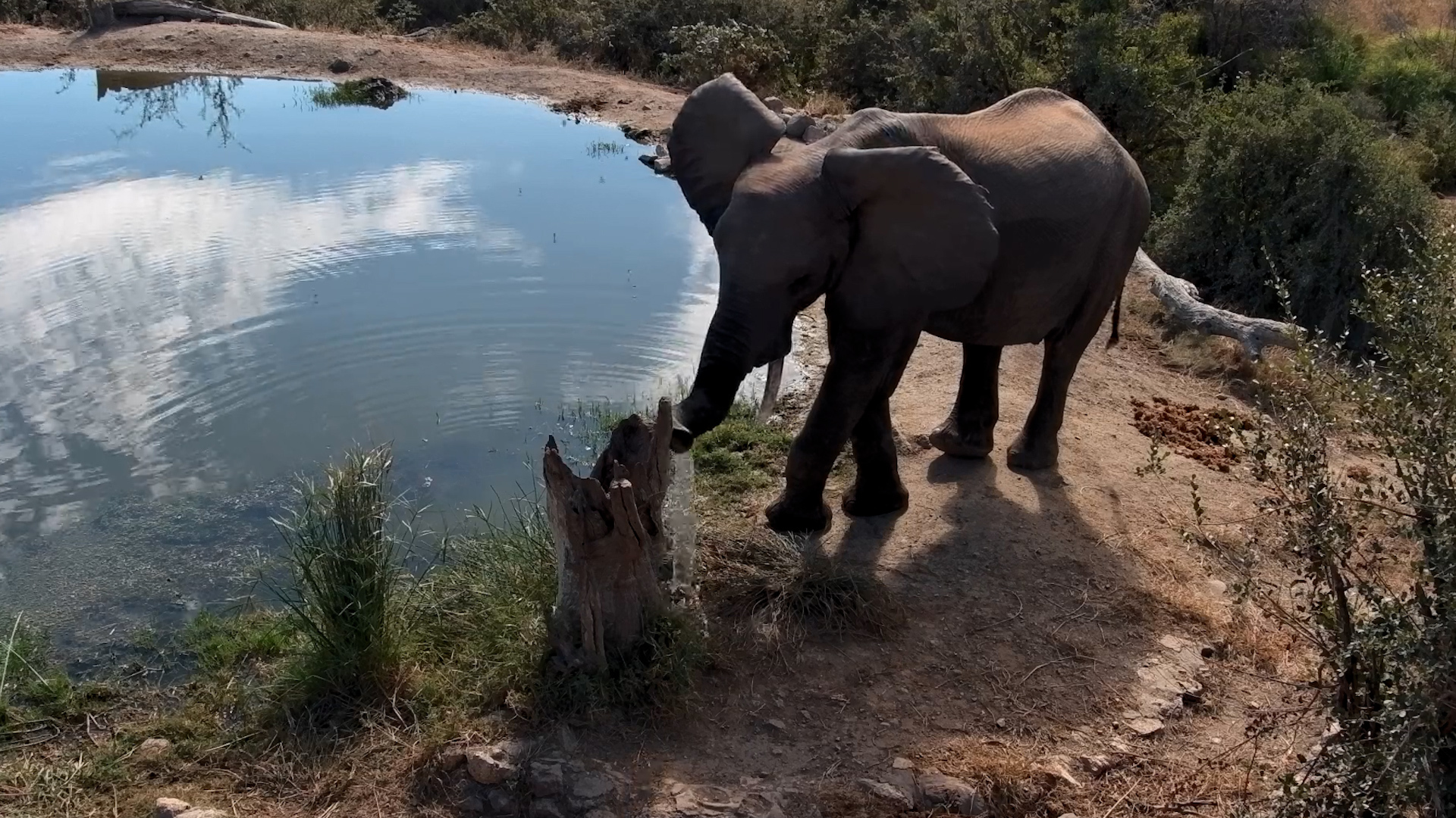 Elephant Thought He Could Save the Tree