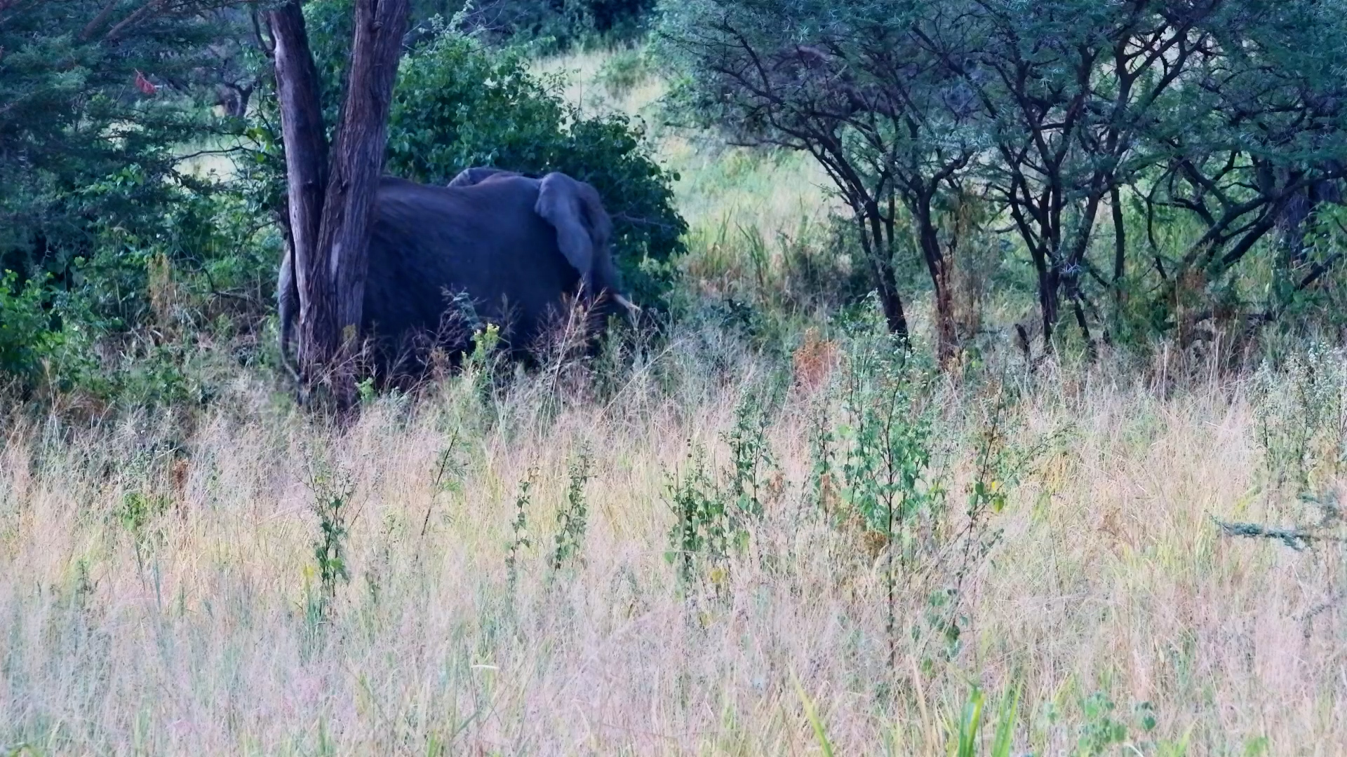 Elephant Feeding at the Edge