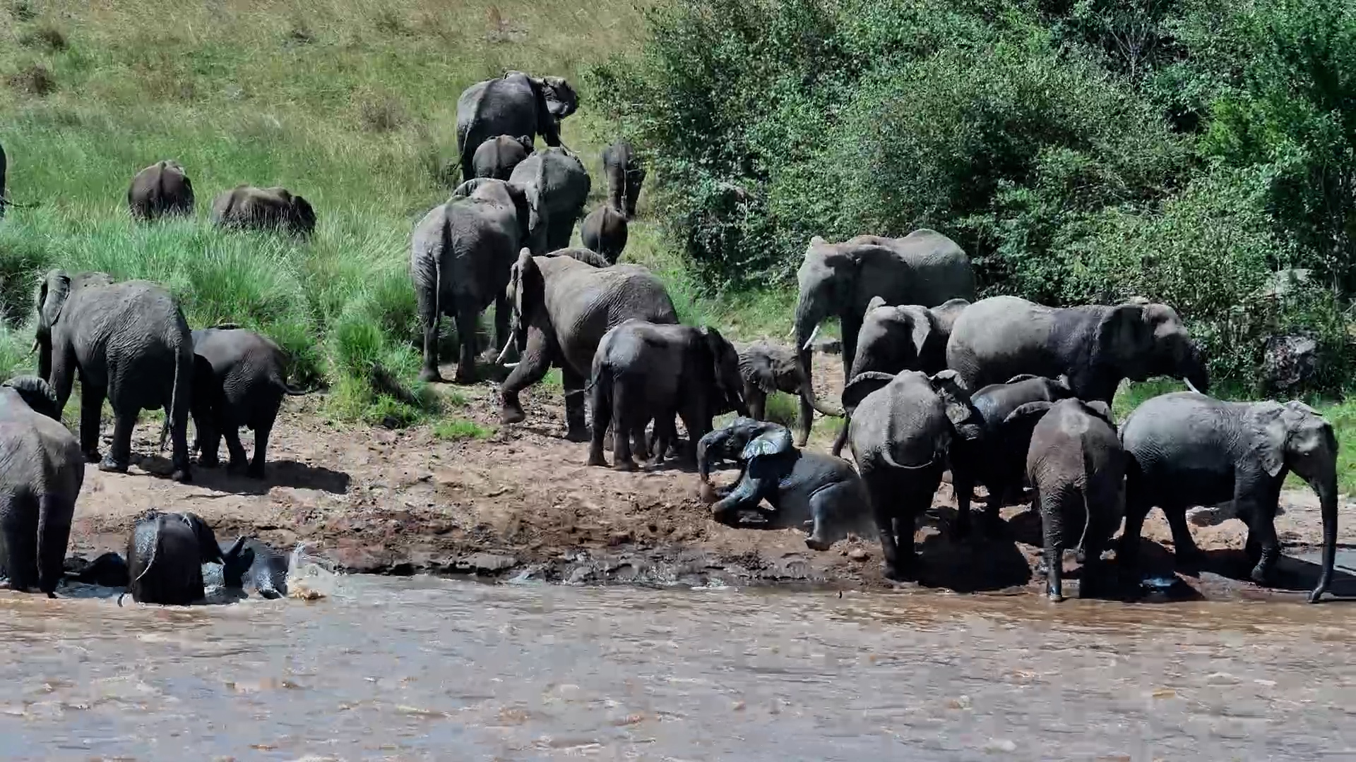 Elephants Brave the Mara River!