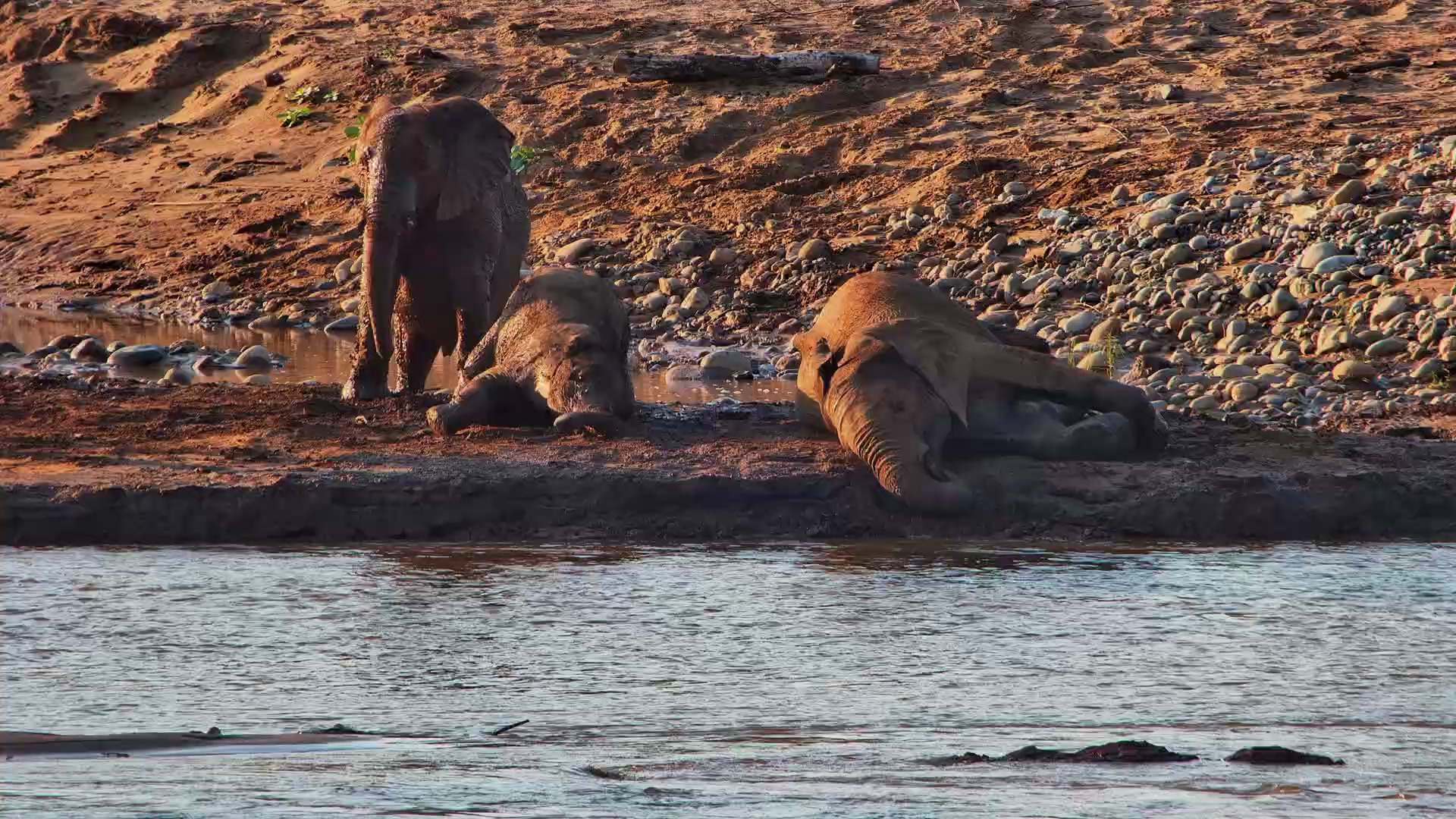 Elephants Mud Party At The River
